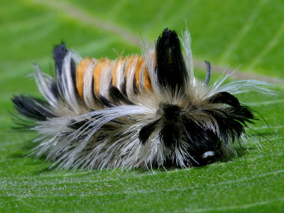 Caterpillar Transformation 桌布 壁紙 — 一隻毛茸茸的黑色、白色和橙色毛毛蟲，停在一片帶有清晰細脈的鮮綠色葉子上。