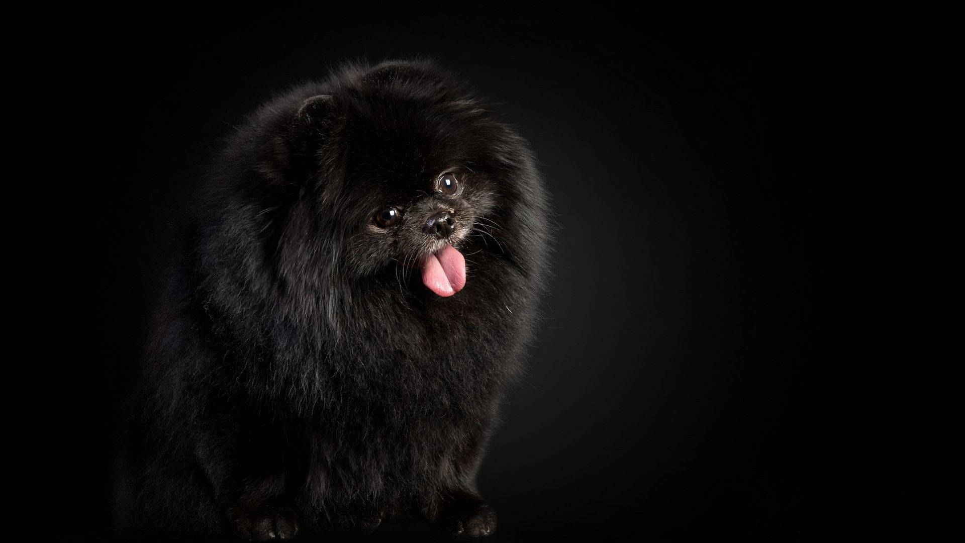 博美犬 桌布 壁紙 — 一隻毛茸茸的黑色博美犬坐在深色背景前，伸出粉紅色舌頭，看起來很頑皮。