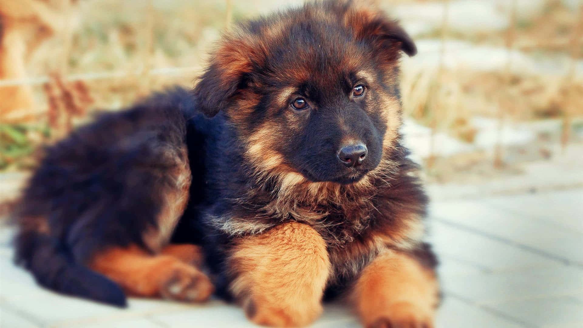German Shepherd 桌布 壁紙 — 一隻毛茸茸的黑色和棕褐色德國牧羊犬幼犬在木質甲板上休息，柔和陽光突出其好奇的眼睛。