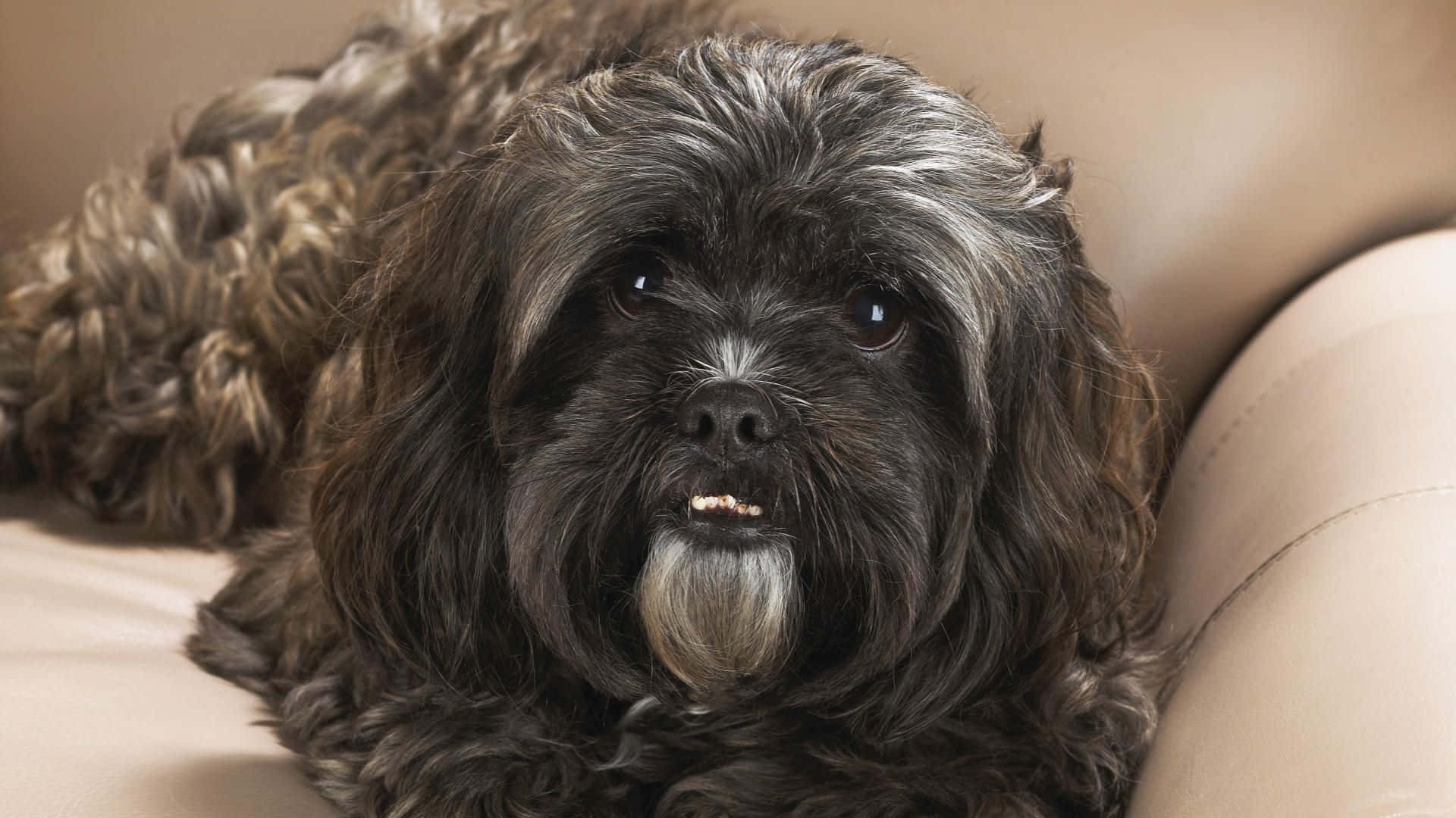 shih tzu 桌布 壁紙 — 一隻毛茸茸的黑色和灰色狗，有白色鬍鬚，躺在米色皮革沙發上，直視鏡頭。