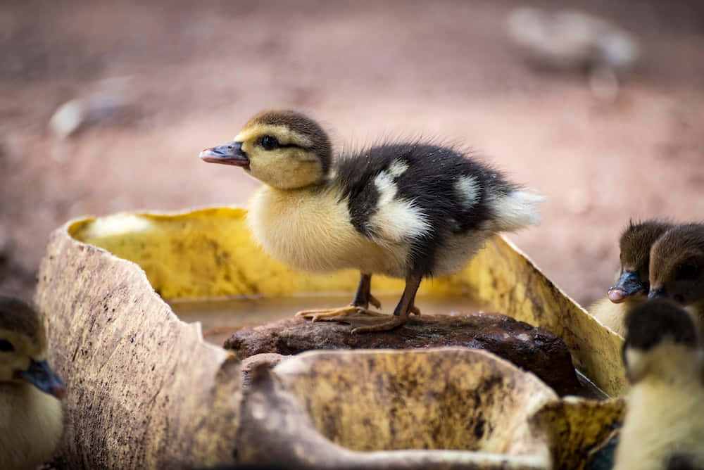 Baby Duck 桌布 壁紙 — 一隻毛茸茸的黑色和黃色小鴨警覺地站在一個風化的木碗邊緣，附近有其他小鴨。