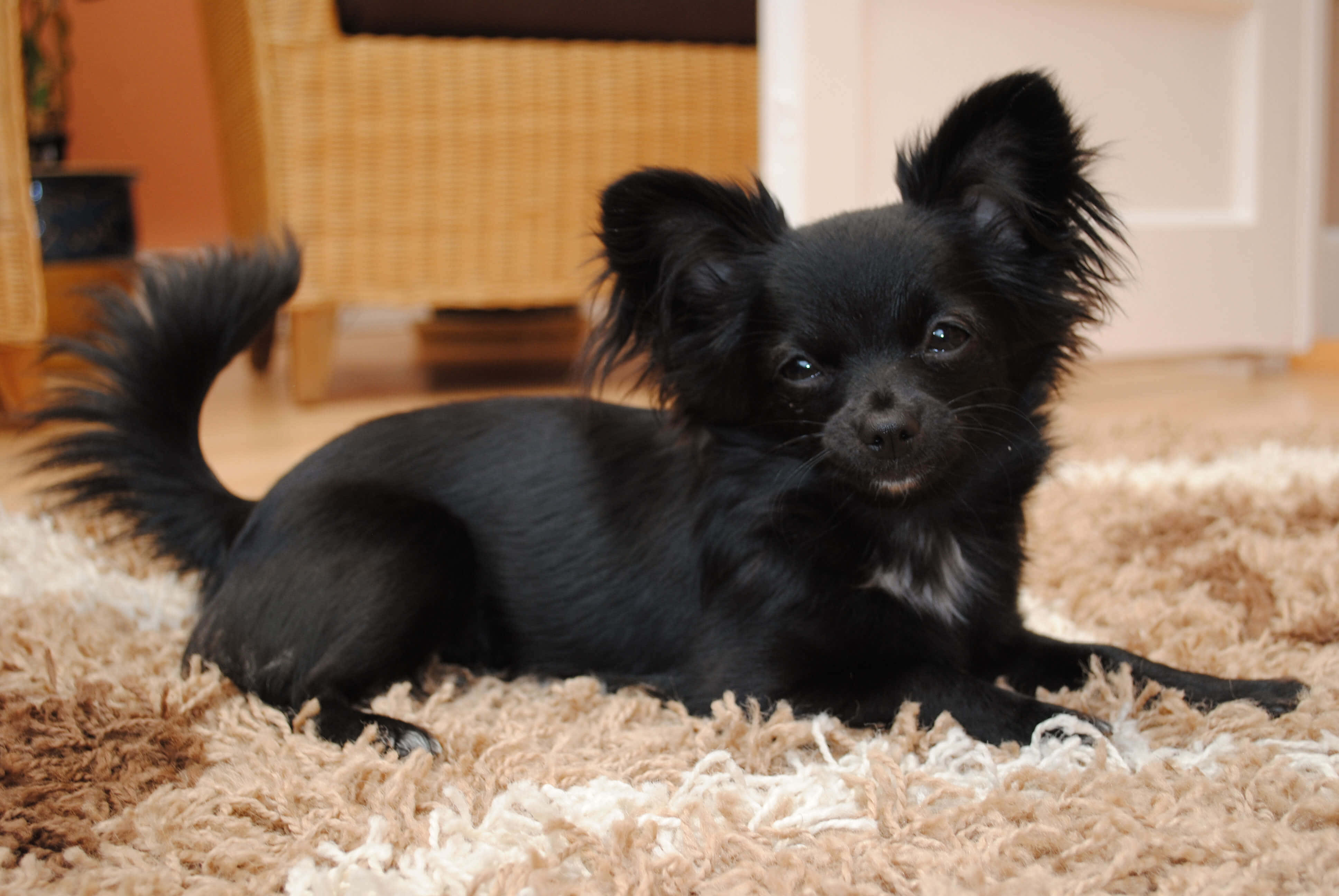 Chihuahua 桌布 壁紙 — 一隻毛茸茸的黑色小狗，長著大耳朵，躺在室內一張毛茸茸的米色地毯上，好奇地看著鏡頭。