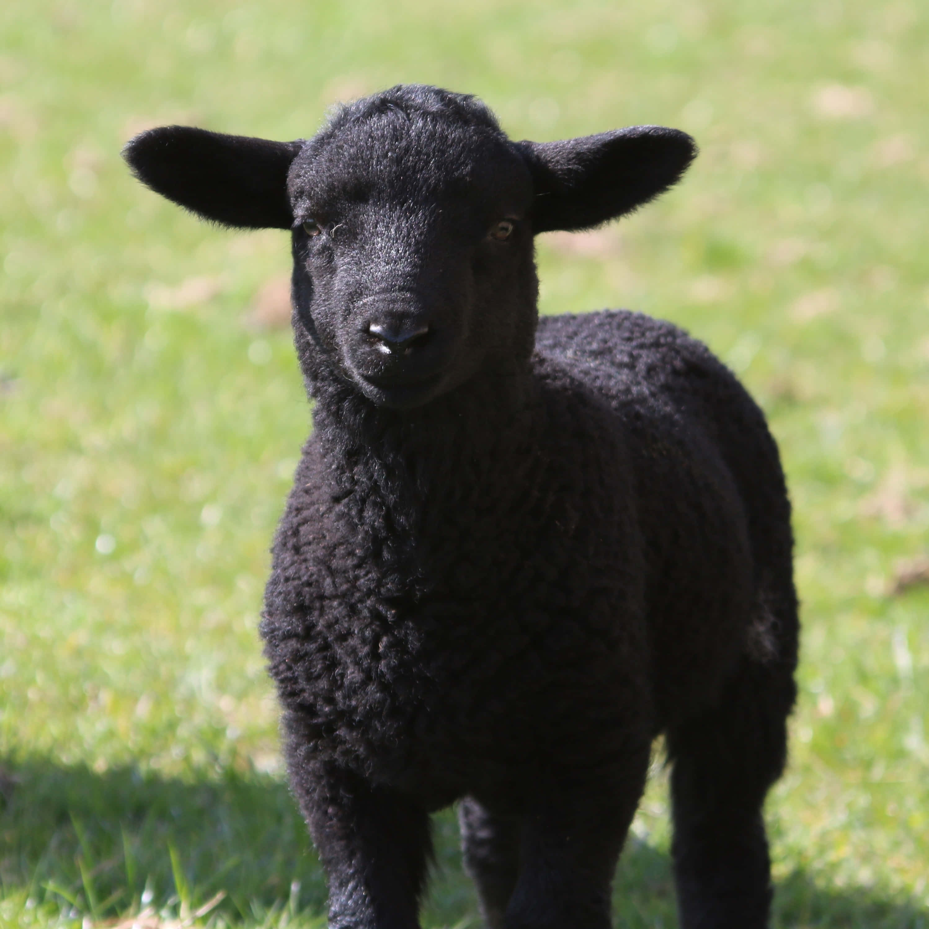 Black Sheep 桌布 壁紙 — 一隻毛茸茸的黑色小羊在陽光明媚的綠色田野中警覺地站著，草地柔軟，自然光線明亮。
