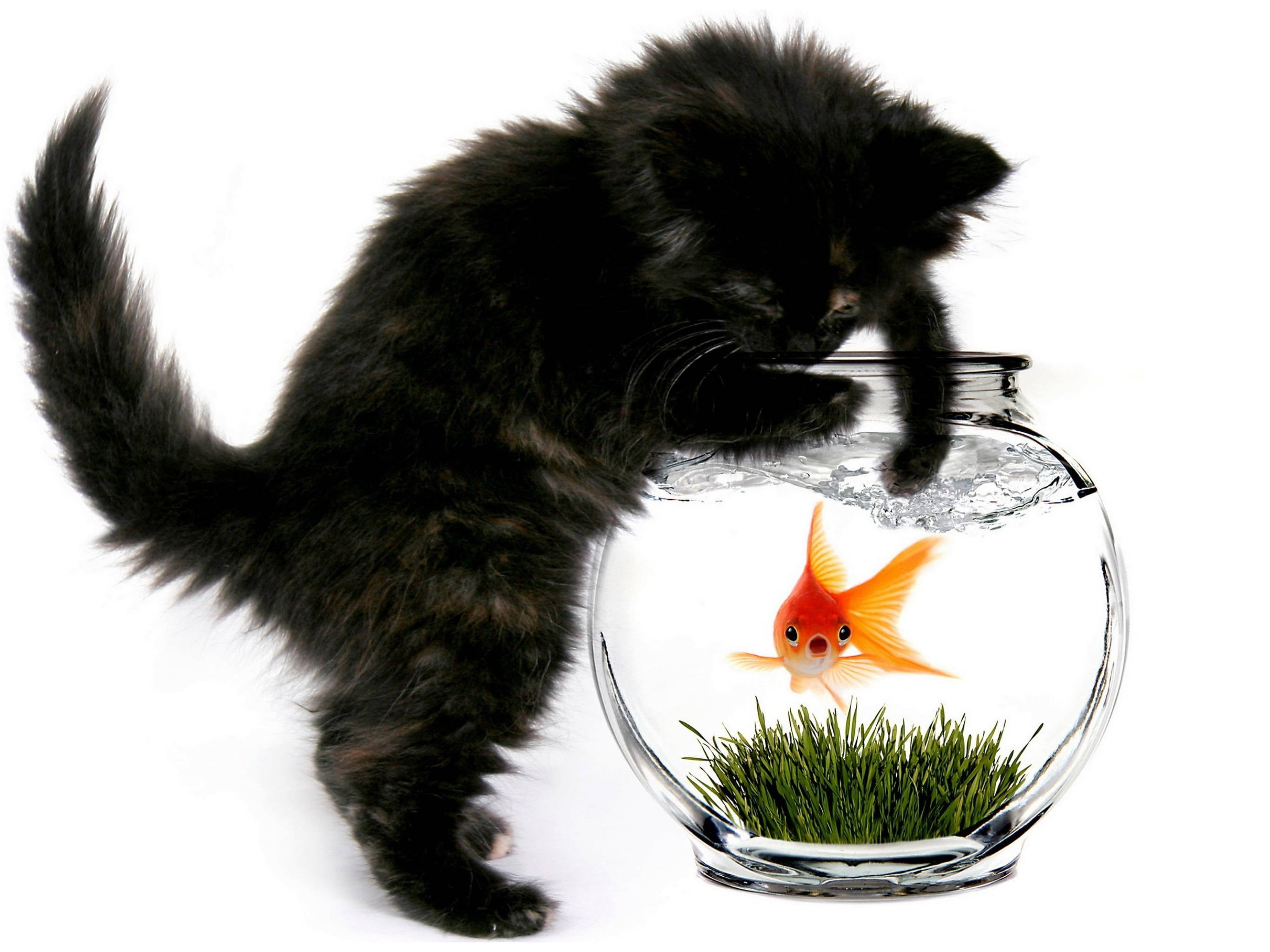 Goldfish 桌布 壁紙 — 一隻毛茸茸的黑色小貓好奇地用爪子撥弄玻璃碗中的水，碗裡有一條亮橙色的金魚和綠草。