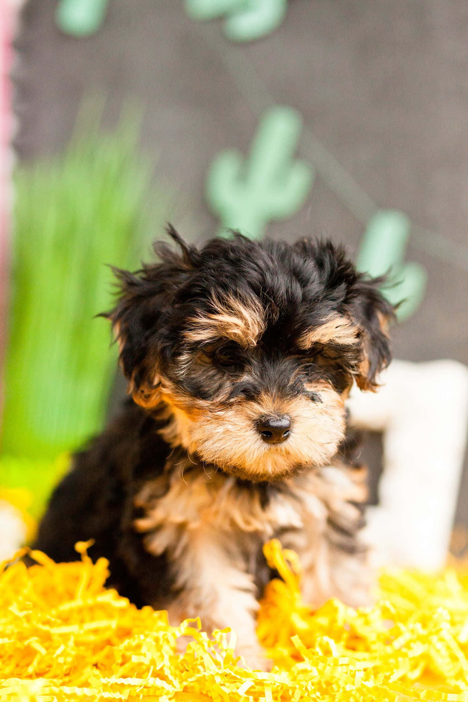 Teacup Yorkie 桌布 壁紙 — 一隻毛茸茸的黑褐色小狗可愛地坐在鮮黃色的碎紙中，後面有綠色仙人掌裝飾。