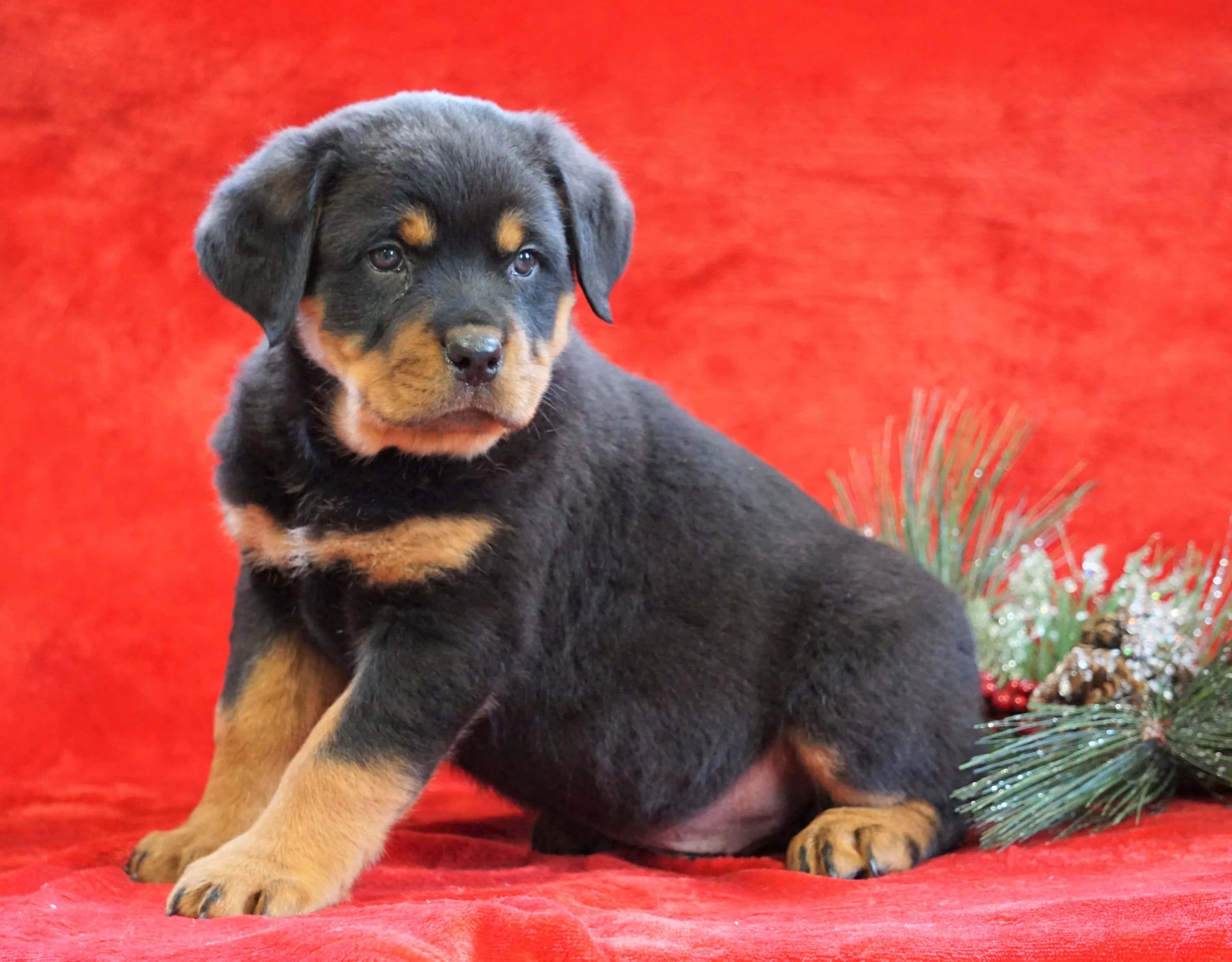 羅威那犬 桌布 壁紙 — 一隻毛茸茸的黑褐色羅威納幼犬在鮮紅色天鵝絨背景上，專注地坐在節日松枝旁邊。