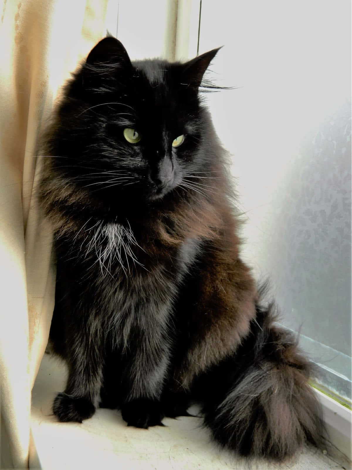 Norwegian Forest Cat 桌布 壁紙 — 一隻毛茸茸的黑貓，擁有引人注目的綠色眼睛，威嚴地坐在陽光灑落的窗台上，旁邊是奶油色的窗簾。