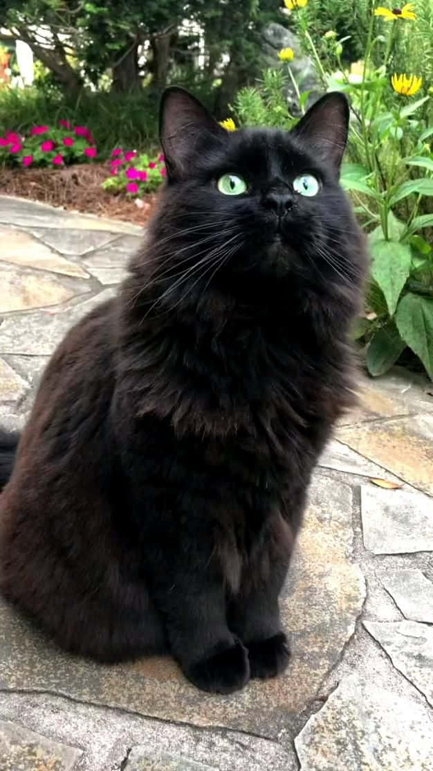 Crazy Cat 桌布 壁紙 — 一隻毛茸茸的黑貓，擁有引人注目的綠色眼睛，坐在被鮮豔花園花朵環繞的石徑上。