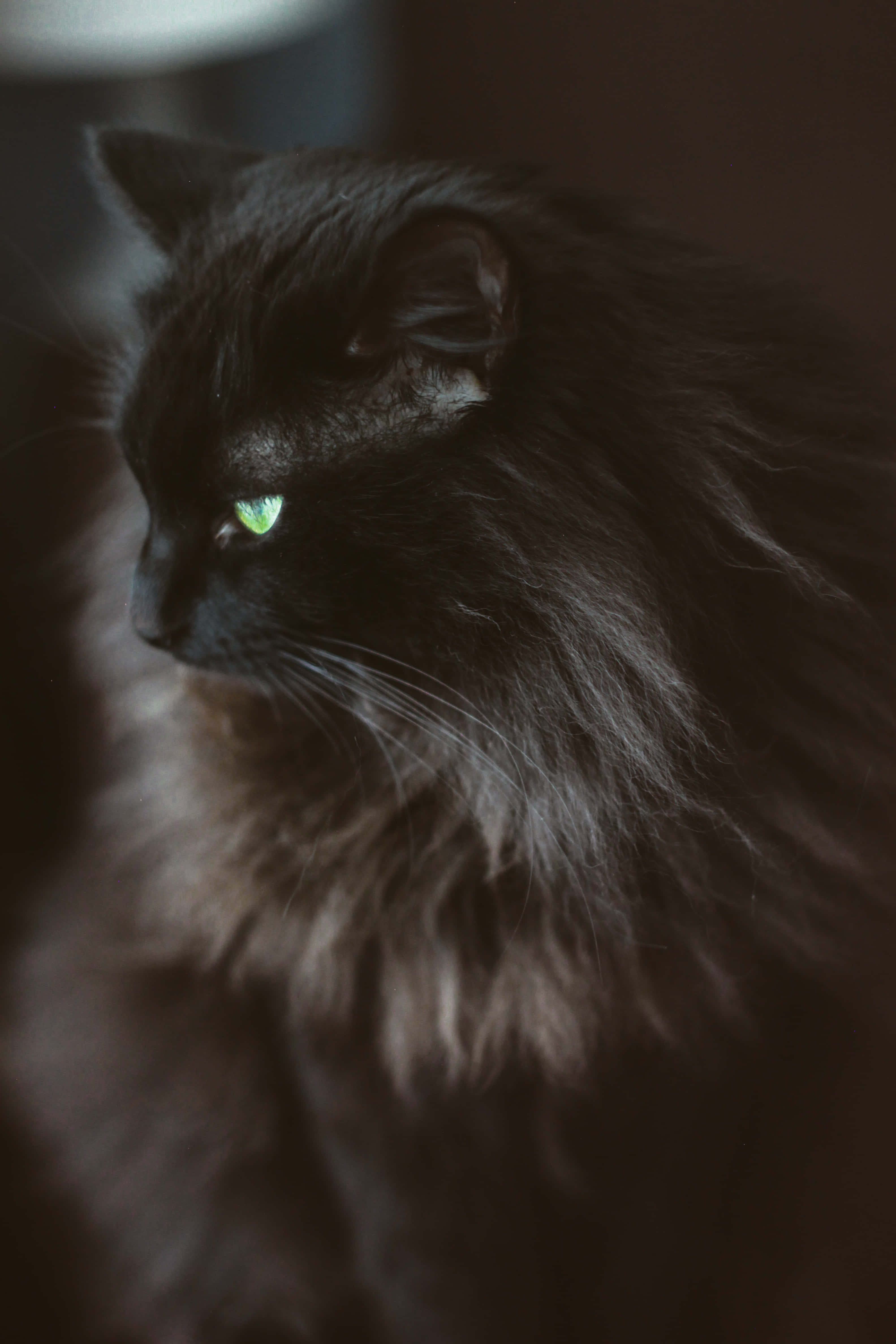 Cute Cat 桌布 壁紙 — 一隻毛茸茸的黑貓，擁有發光的綠色眼睛，在昏暗的光線中若有所思地凝視的特寫。