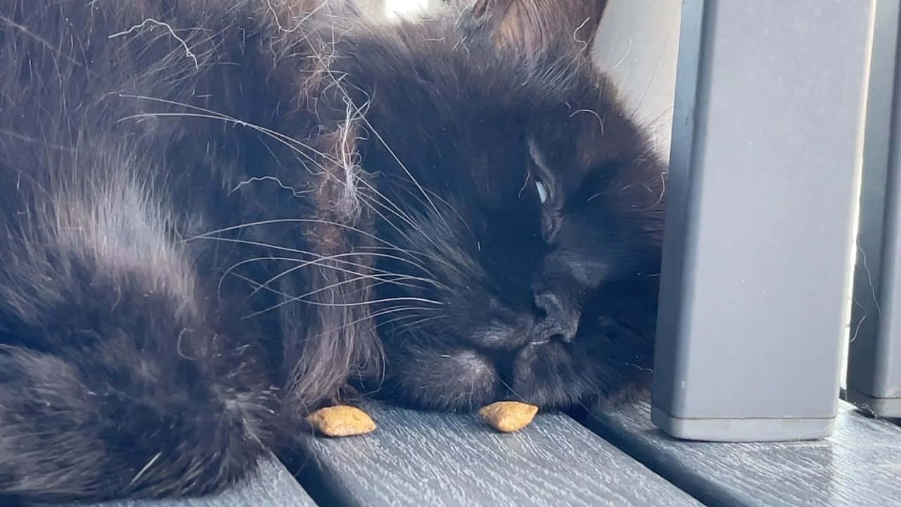 sleeping cat 桌布 壁紙 — 一隻毛茸茸的黑貓在灰色木質表面上，在兩塊貓零食旁邊安詳地睡覺。