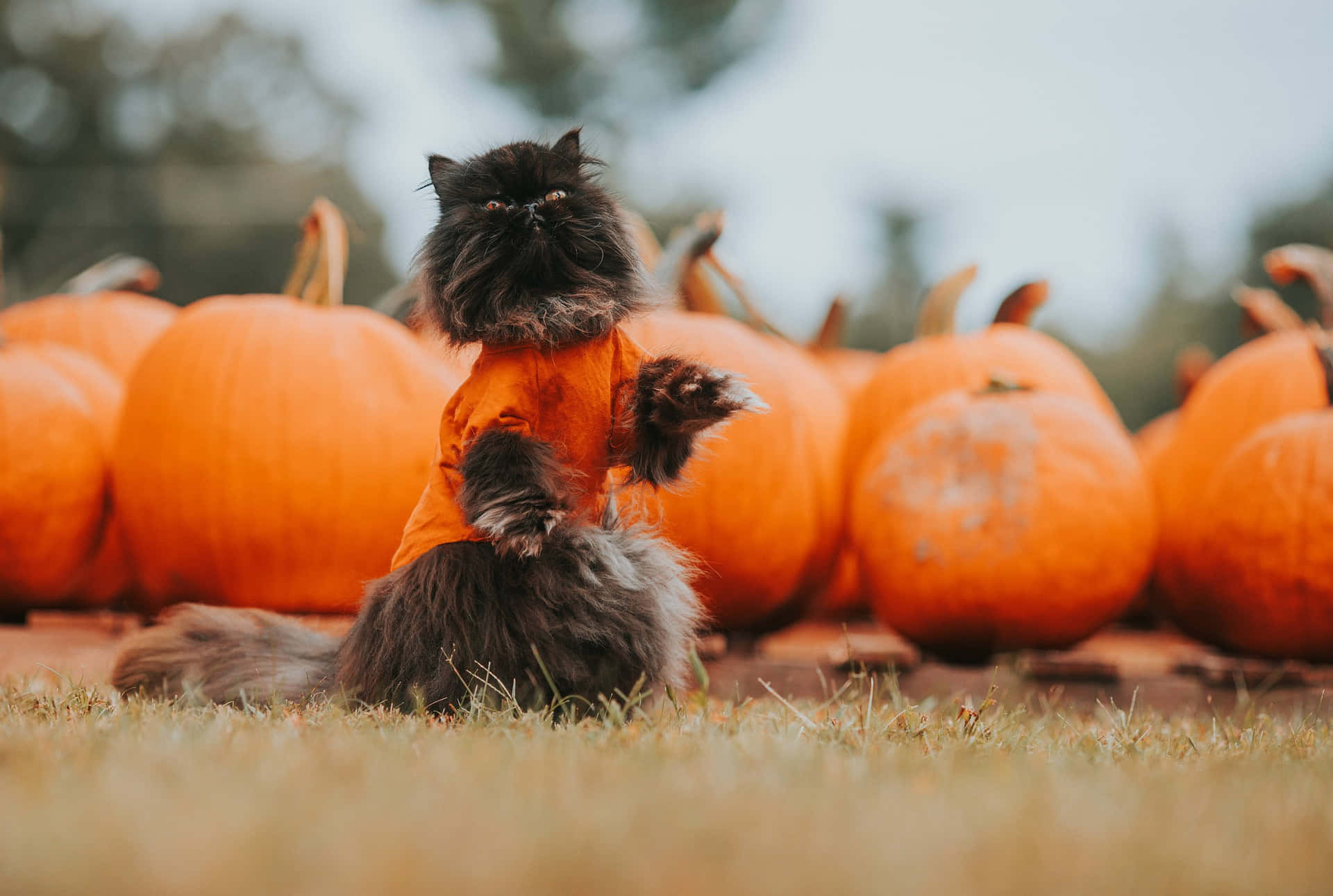 Pumpkin Patch 桌布 壁紙 — 一隻毛茸茸的黑貓穿著橙色毛衣，自豪地坐在草地上的南瓜之中。