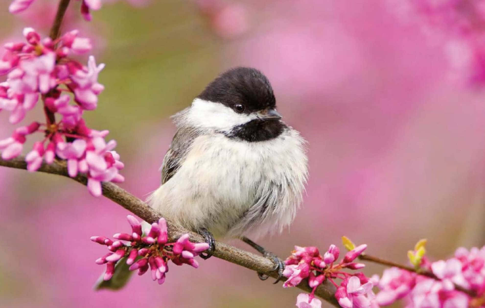 Cute Bird 桌布 壁紙 — 一隻毛茸茸的黑頂山雀棲息在裝飾著鮮豔粉紅色花朵的樹枝上，背景是柔和模糊的花卉。