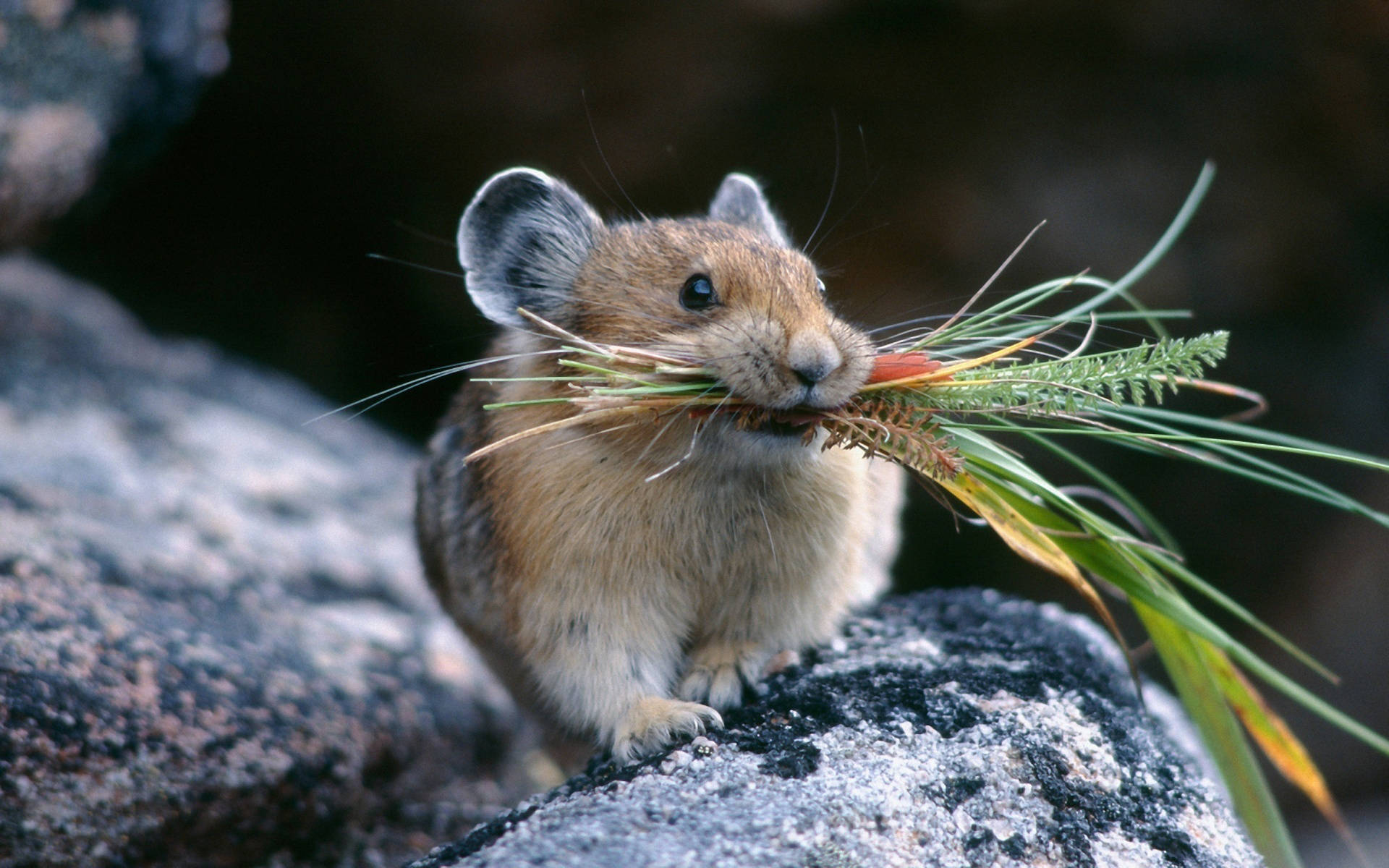 Mouse 桌布 壁紙 — 一隻毛茸茸的鼠兔棲息在岩石露頭上，嘴裡叼著一束青草和蕨類植物。
