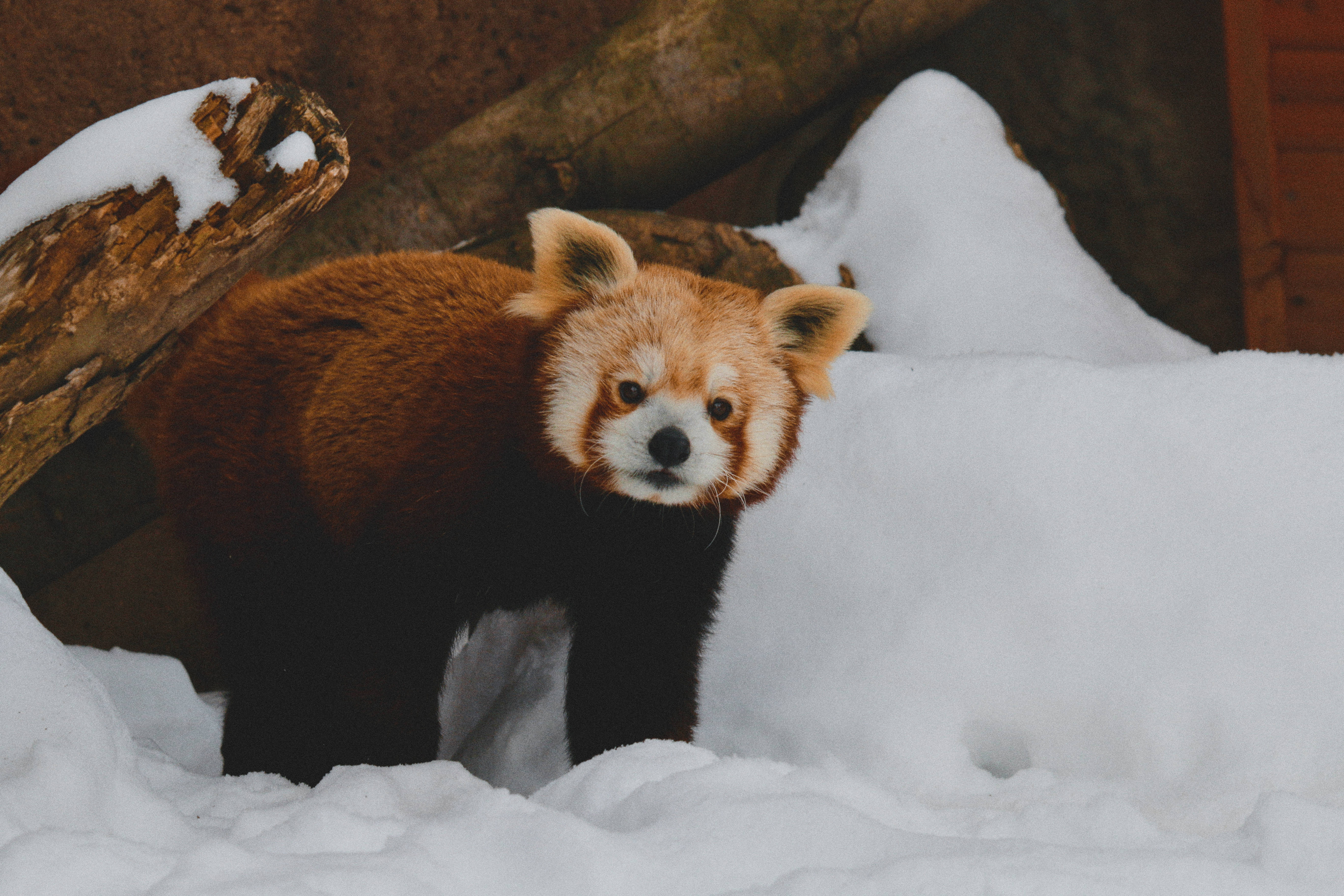 Red Panda 桌布 壁紙 — 一隻毛茸茸紅棕色皮毛帶白色斑紋的小熊貓，在雪地圍欄中警覺地站立，周圍有圓木。