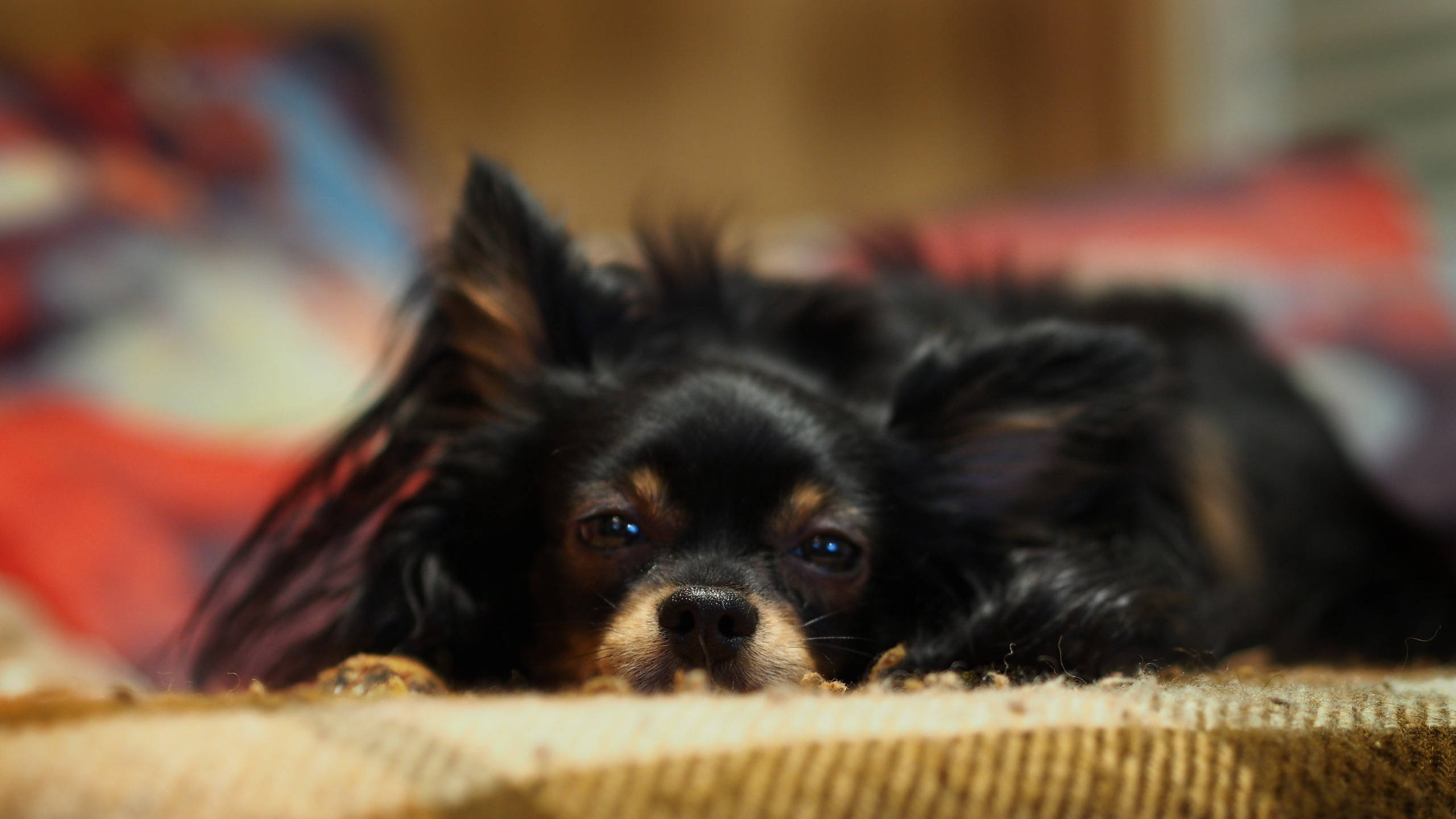 sleepy dog 桌布 壁紙 — 一隻毛茸茸耳朵的小黑狗在質感地毯上休息，用充滿靈魂的柔和眼神凝視著。
