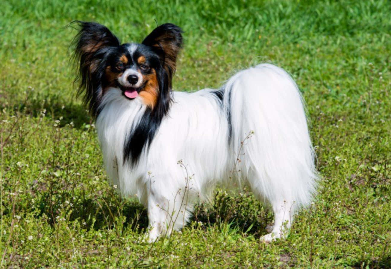動物 桌布 壁紙 — 一隻毛茸茸黑白相間、耳朵大大的蝴蝶犬在陽光明媚的綠色草地上警覺地站立。