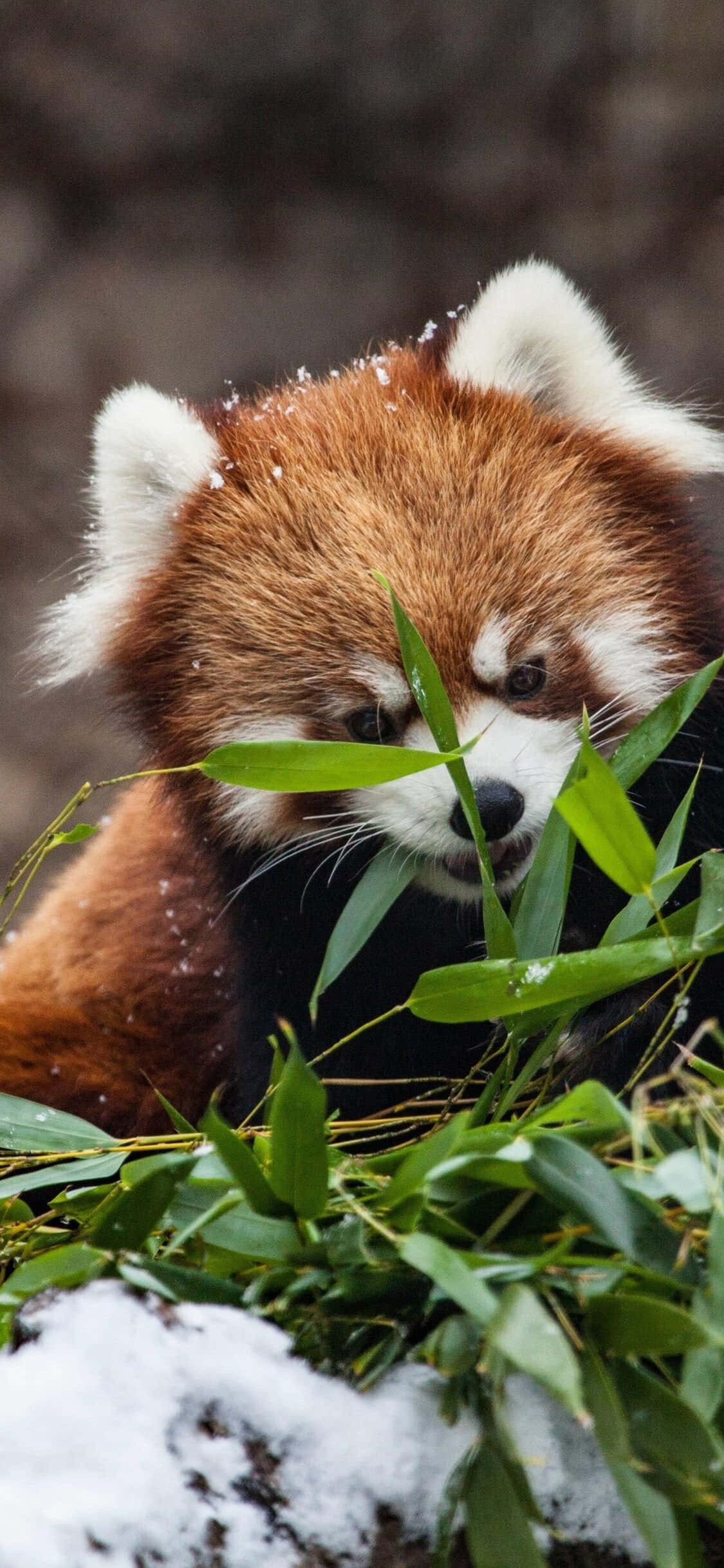 動物 桌布 壁紙 — 一隻毛髮沾滿雪的小熊貓在雪地森林中啃食竹葉。