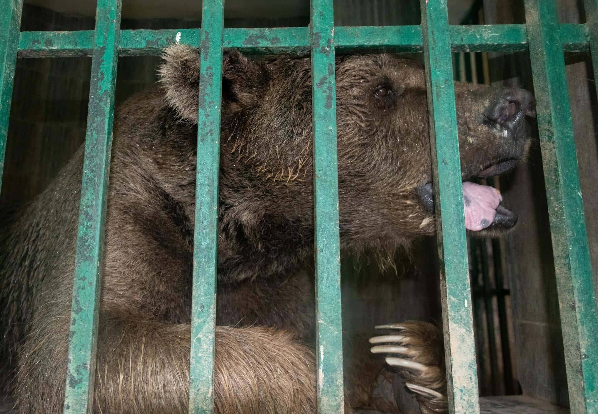熊 桌布 壁紙 — 一隻毛髮濃密、利爪鋒利的大棕熊，在風化的綠色鐵欄後方休息於受限的圍欄內。