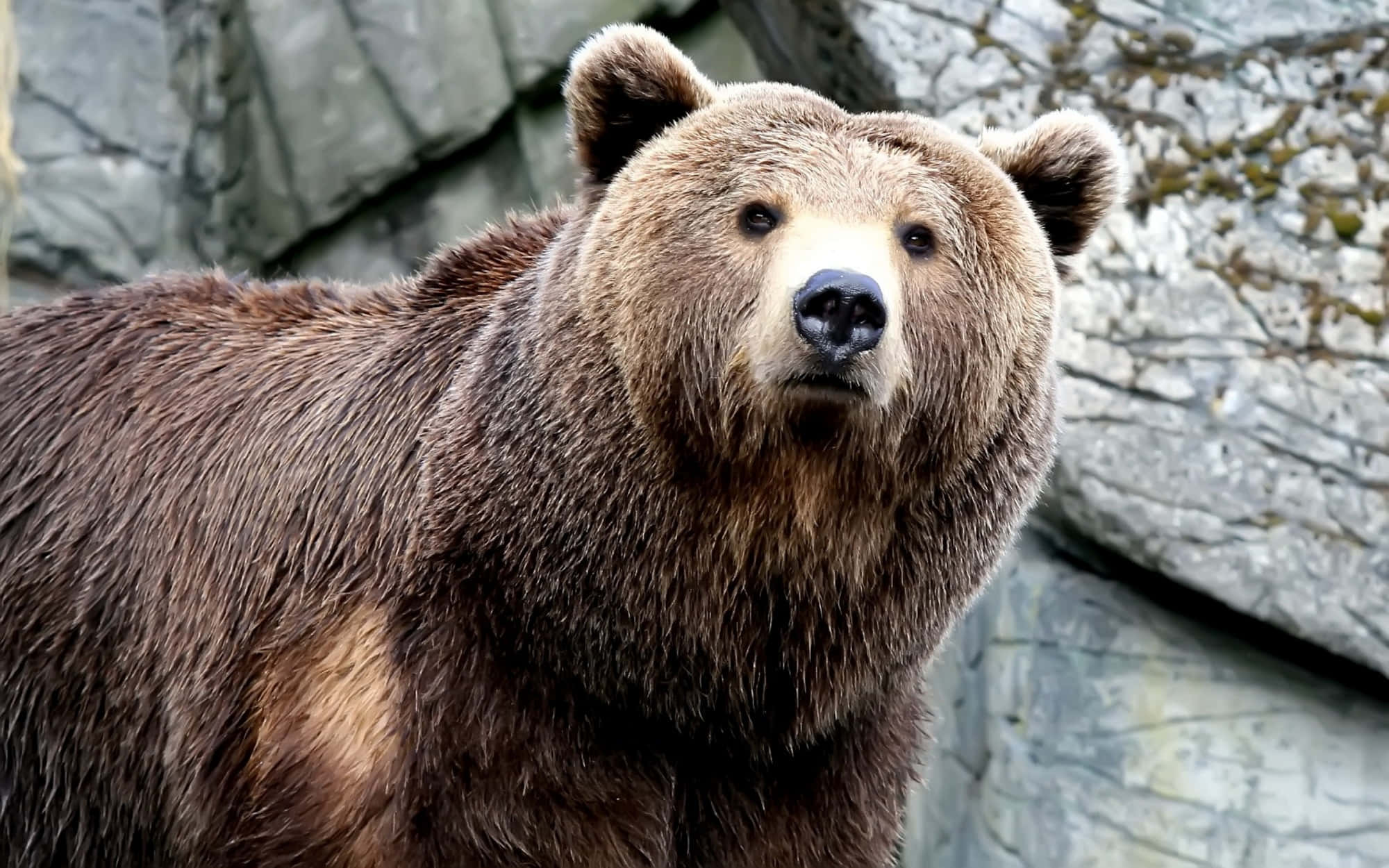 Brown Bear 桌布 壁紙 — 一隻毛髮濃密、眼神銳利的大棕熊特寫，站在岩石背景前。