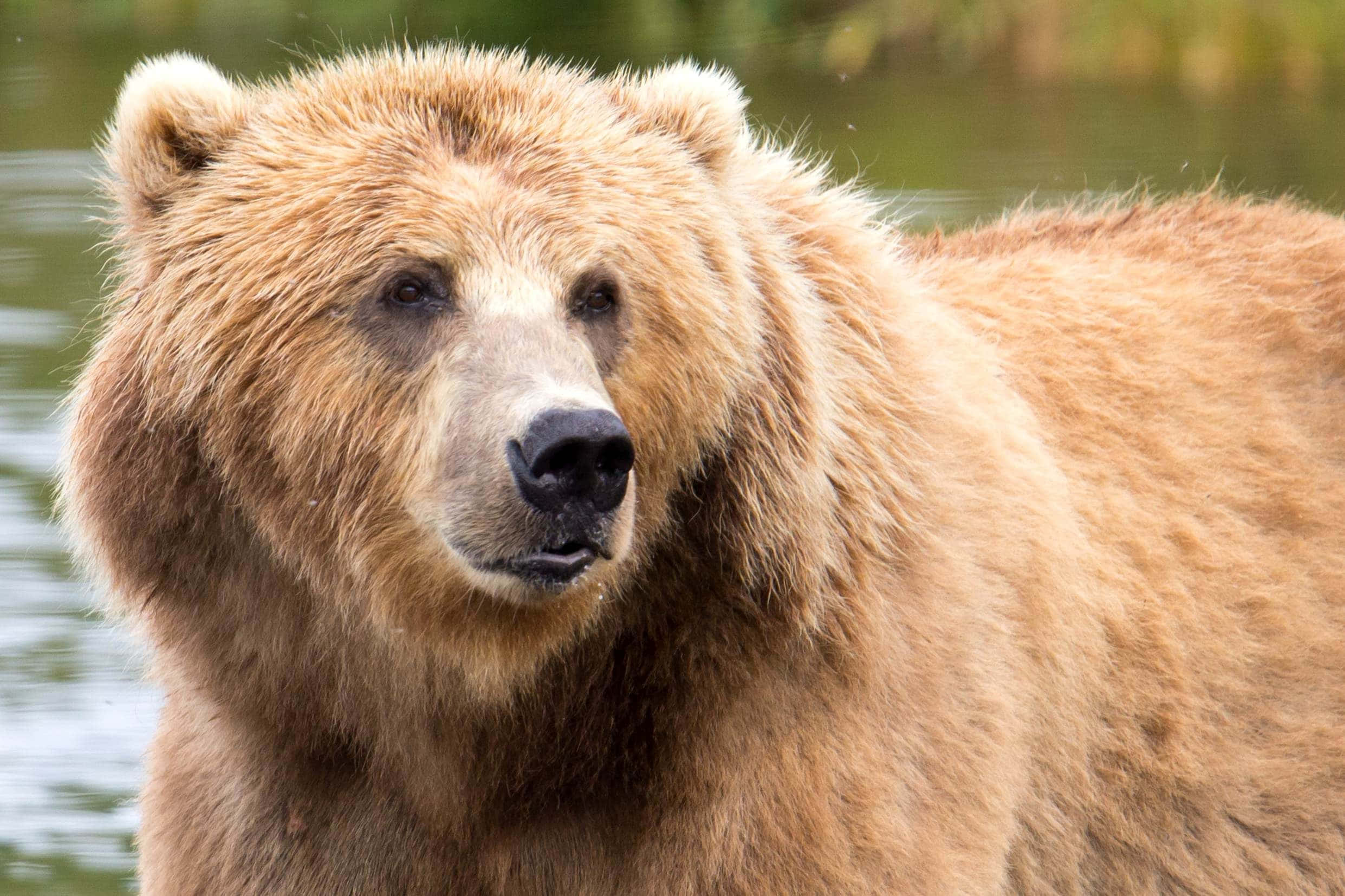 Brown Bear 桌布 壁紙 — 一隻毛髮濃密的大棕熊站在平靜水邊的特寫。