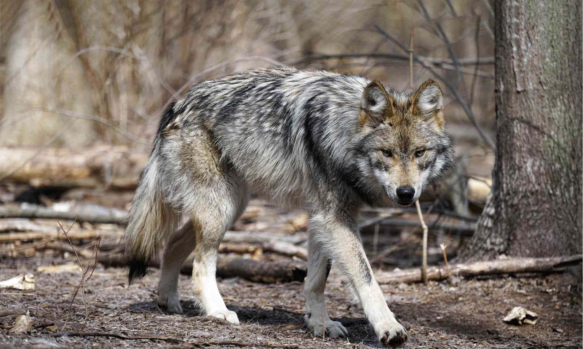 Mexican Wolf 桌布 壁紙 — 一隻毛髮濃密的灰狼警覺地走過陽光普照的森林地面，地上散落著乾葉和樹枝。