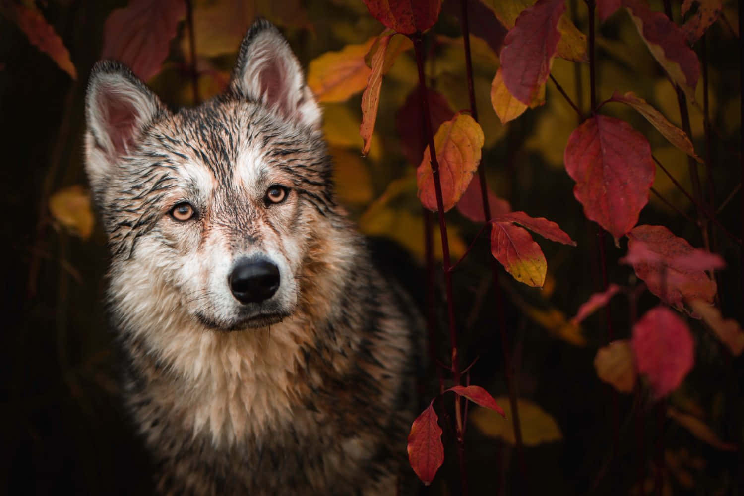 Wolf In Autumn 桌布 壁紙 — 一隻毛髮濕潤、琥珀色眼睛的狼在森林中透過鮮豔的秋葉凝視的特寫。