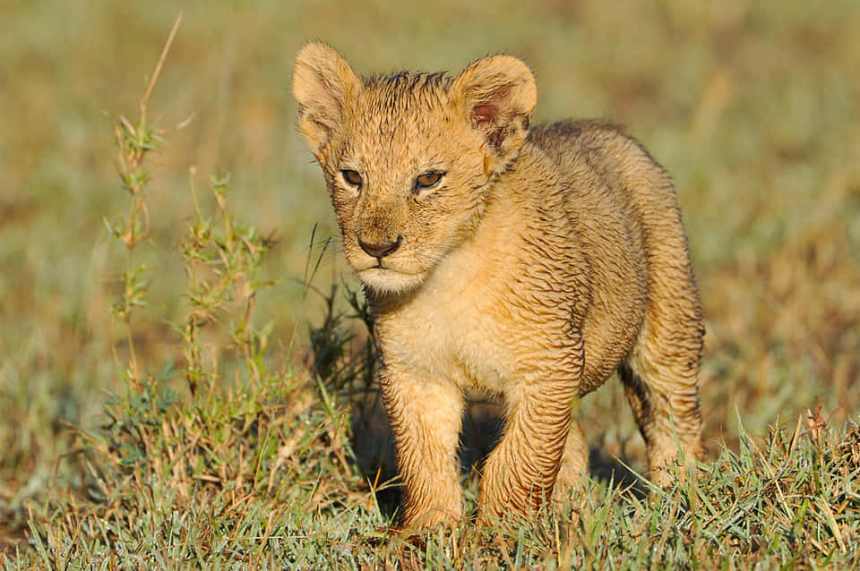 Baby Lion 桌布 壁紙 — 一隻毛髮濕透的幼獅在明亮的陽光下警覺地站在高高的草叢中。