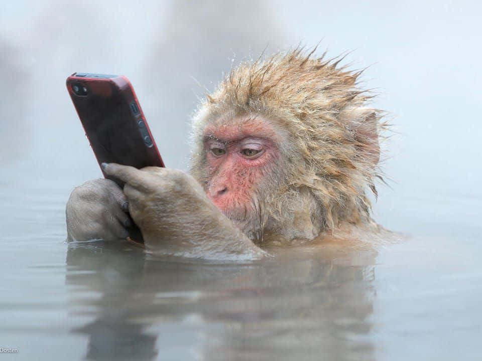 Funny Monkey 桌布 壁紙 — 一隻毛髮濕透的猴子坐在冒煙的溫泉水中，專注地使用一部紅色智慧型手機。
