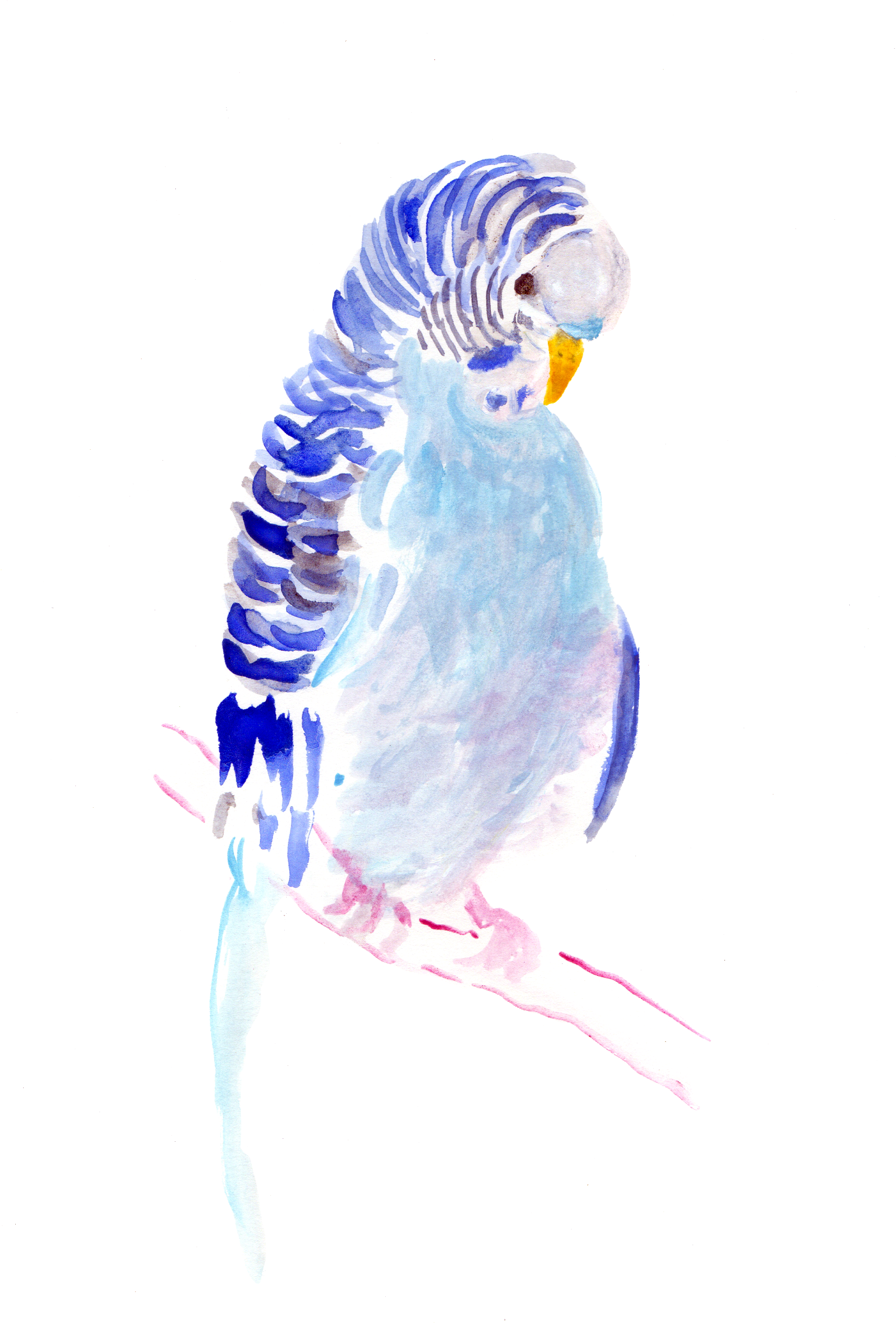 鳥 桌布 壁紙 — 一隻水彩藍色長尾鸚鵡棲息在粉紅色樹枝上，背景為純黑色。
