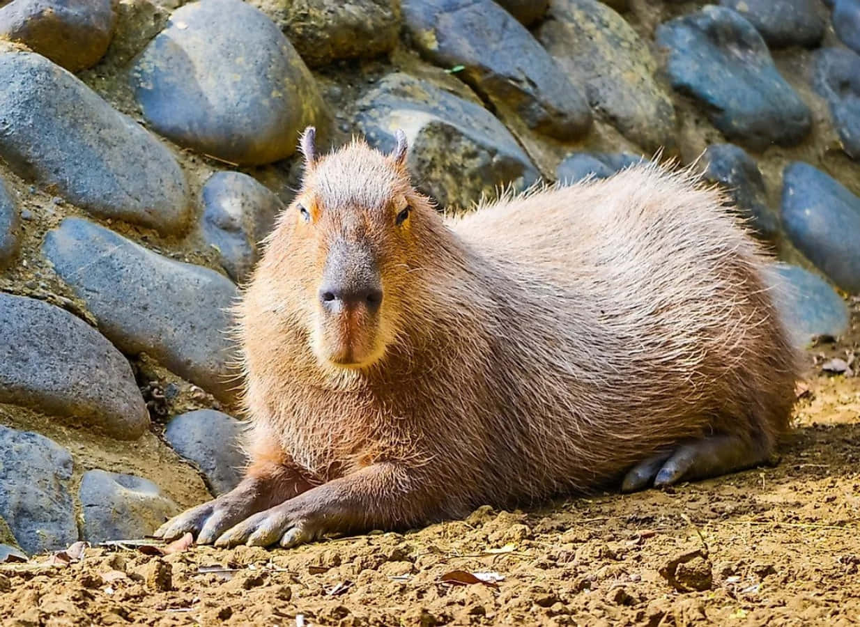水豚 桌布 壁紙 — 一隻水豚在石牆前的陽光泥土上休息，其濃密的棕色皮毛在自然光下閃閃發光。