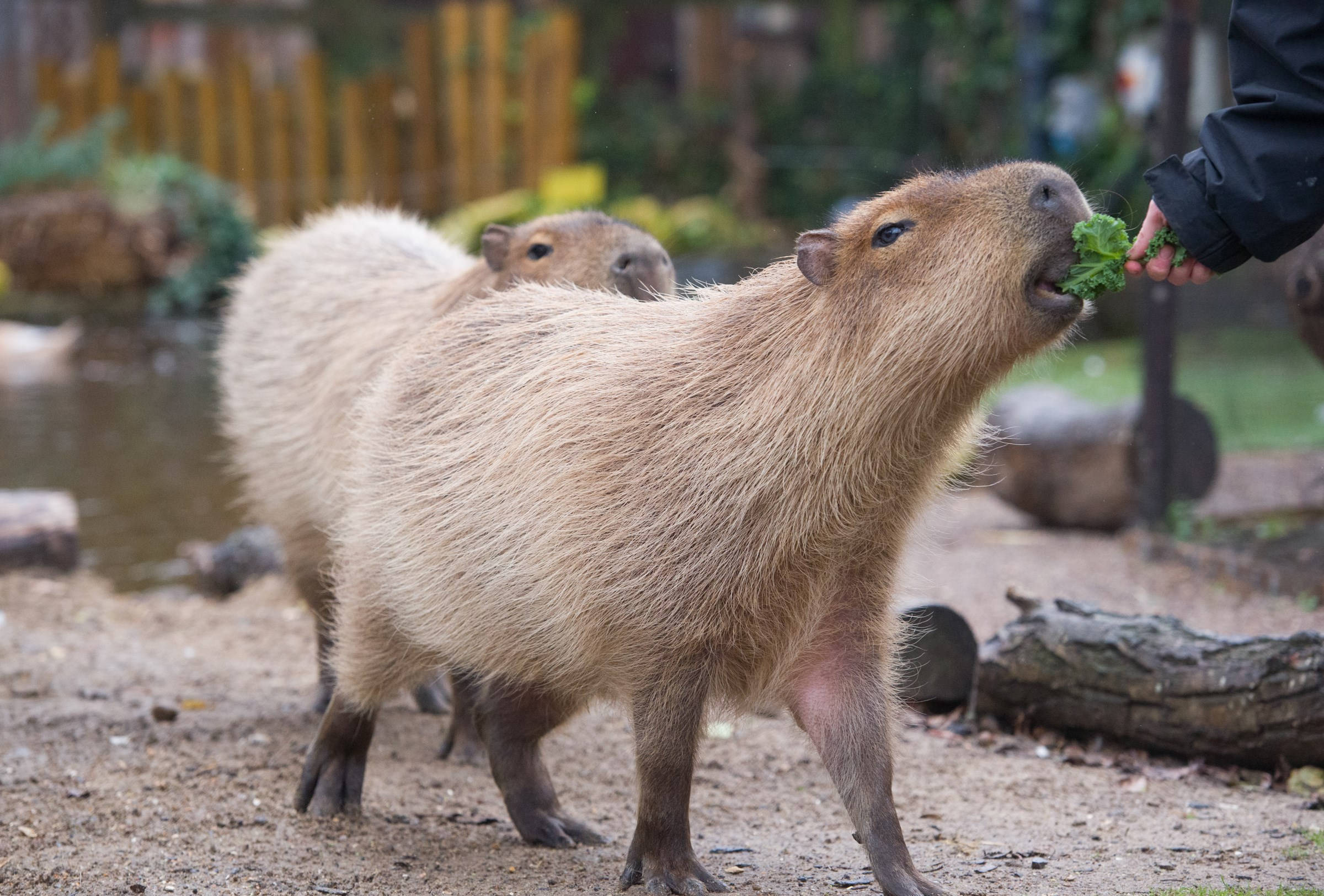 水豚 桌布 壁紙 — 一隻水豚在自然主義的動物園圍欄內，急切地從人類手中吃新鮮蔬菜，附近有另一隻水豚。