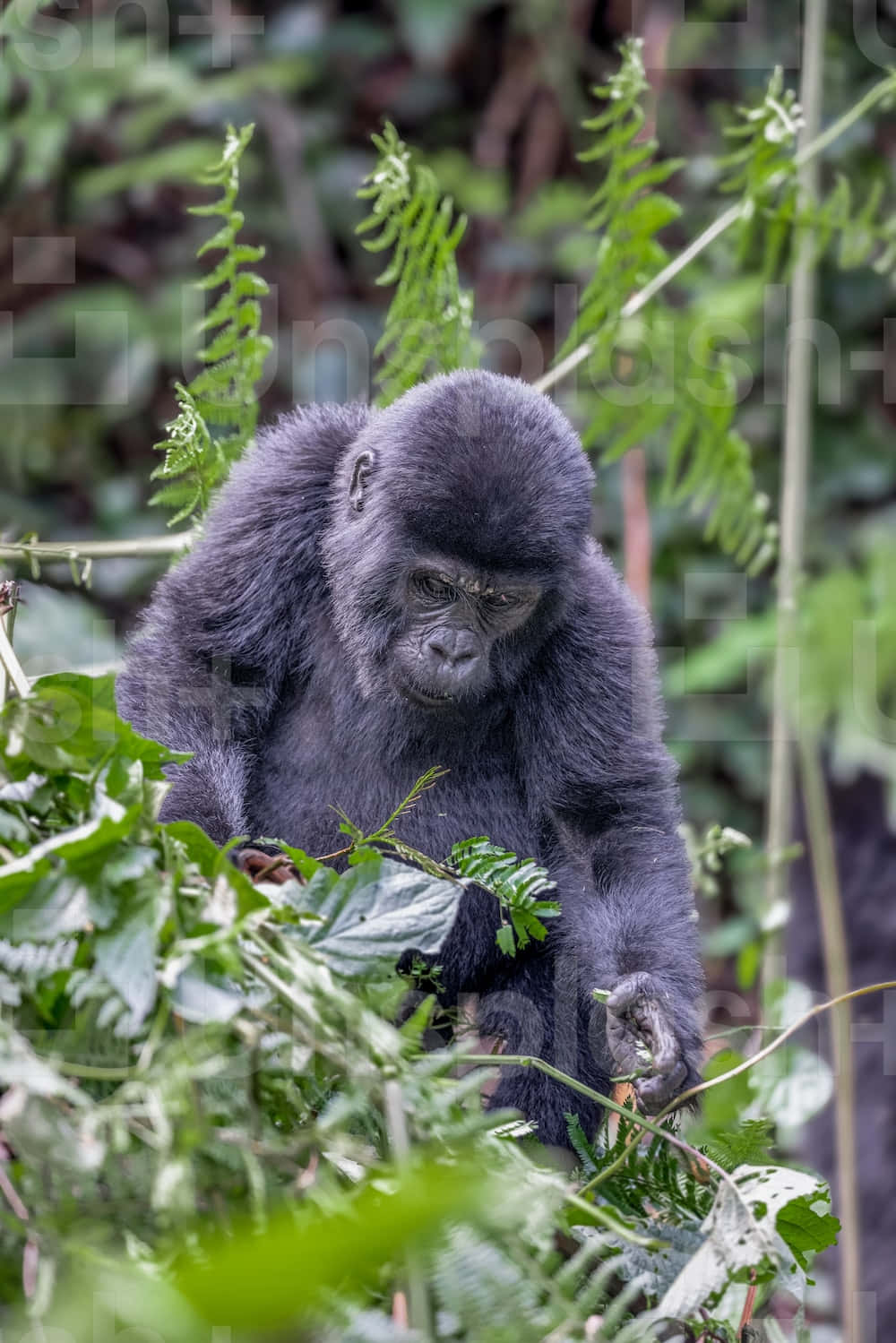Gorilla 桌布 壁紙 — 一隻沉思中的大猩猩，深色毛髮，坐在茂密的叢林環境中，周圍是翠綠的蕨類植物和樹葉。