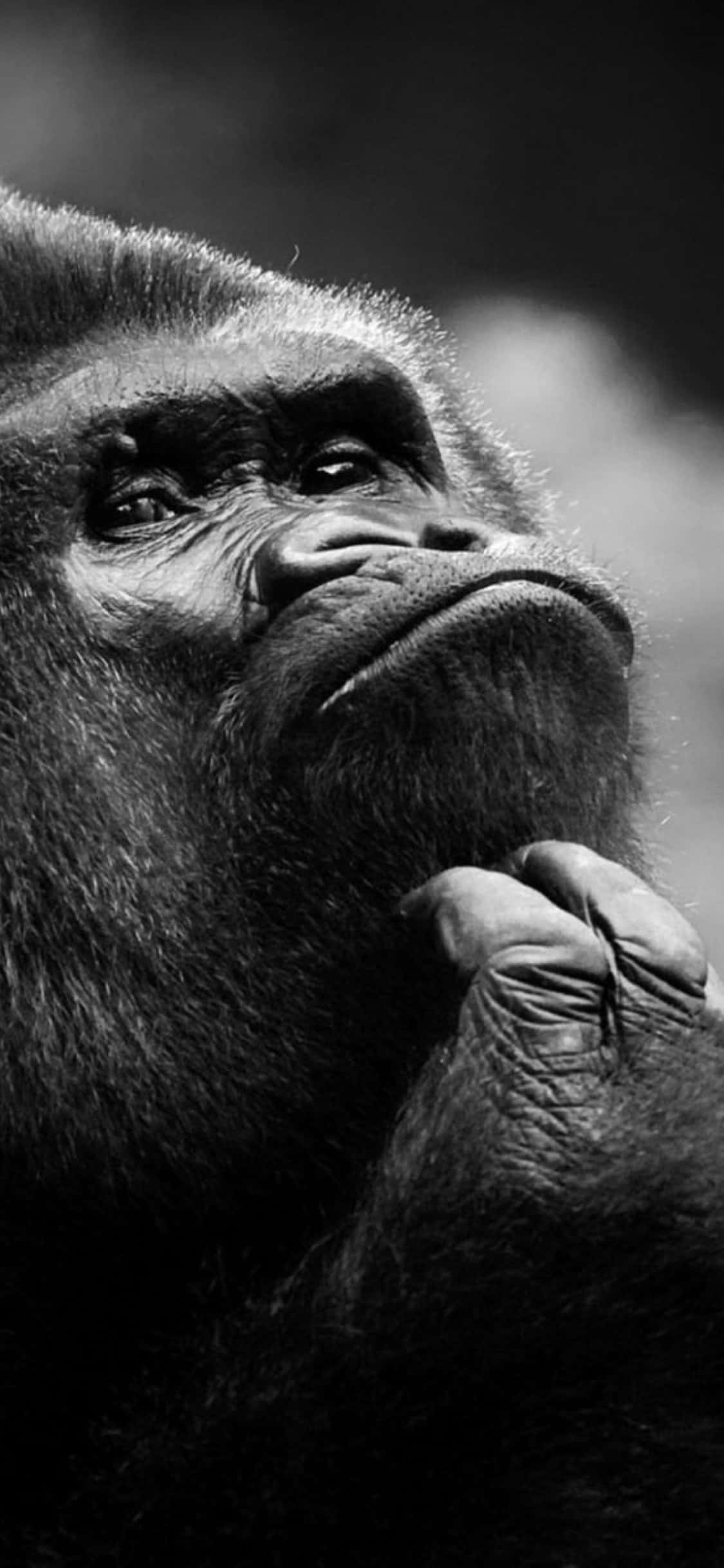 iPhone X Gorilla 桌布 壁紙 — 一隻沉思中的大猩猩，黑白風格，手托下巴，向上凝視，表情深邃。
