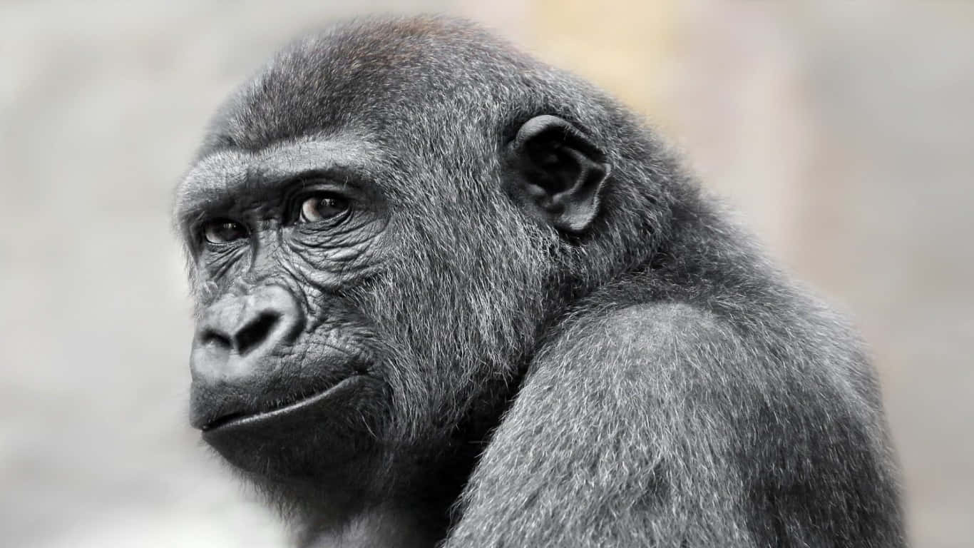 1366x768 Gorilla 桌布 壁紙 — 一隻沉思中的大猩猩的特寫黑白肖像，毛髮有紋理，眼睛深邃。