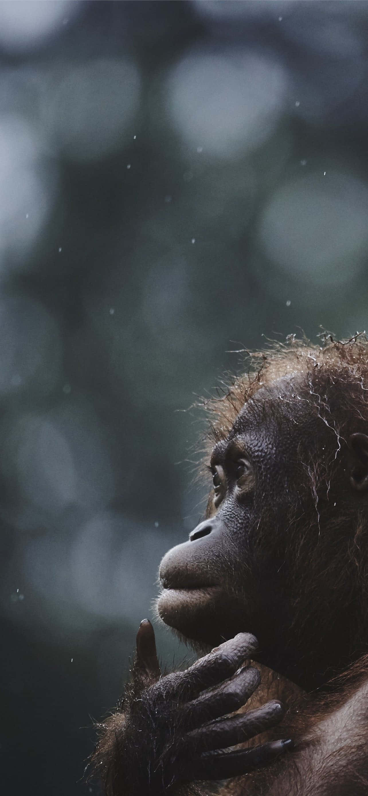 animal kingdom 桌布 壁紙 — 一隻沉思中的年輕猩猩，手放在下巴附近，對著柔和模糊的森林背景若有所思地向上凝視。