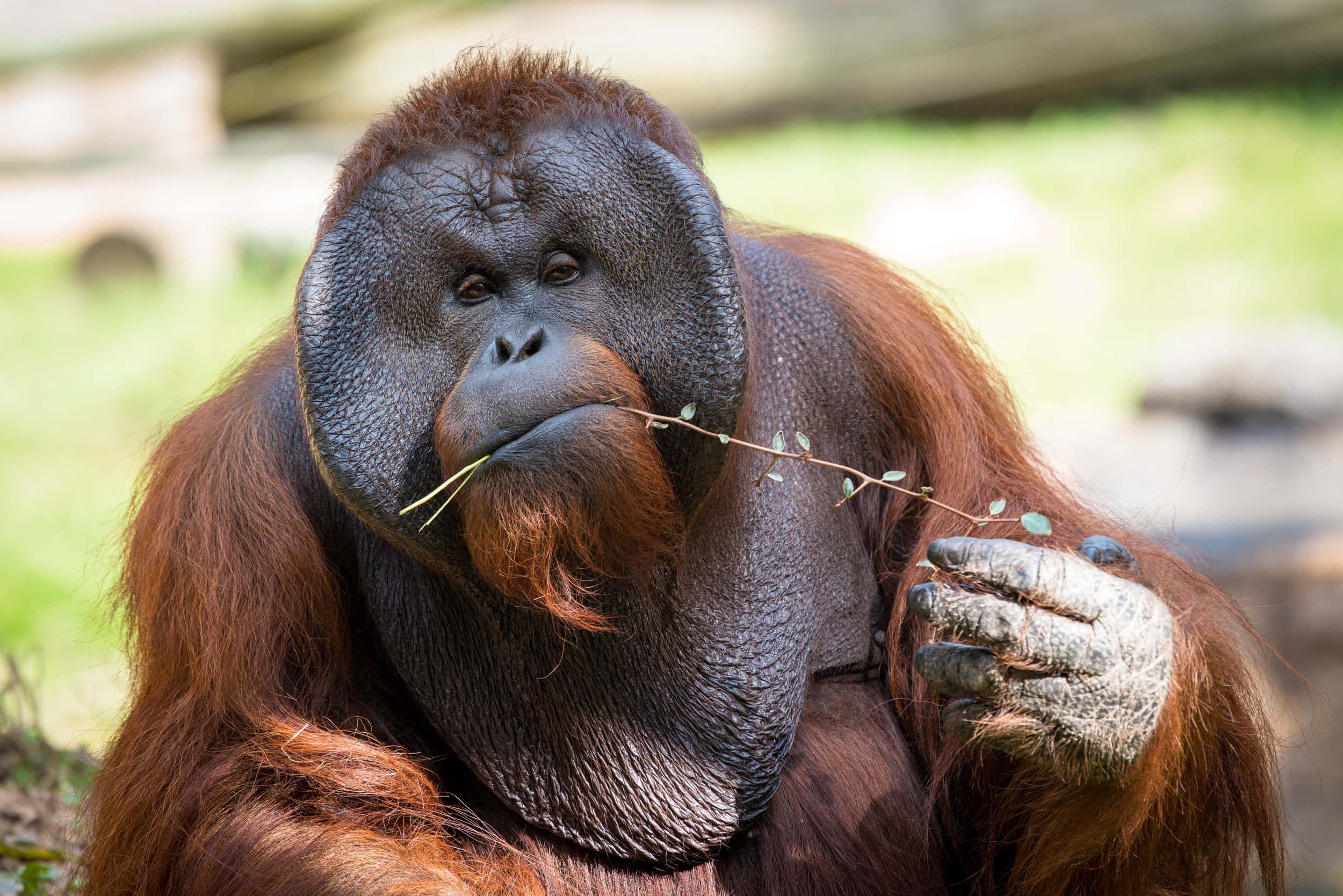 Orangutan 桌布 壁紙 — 一隻沉思中的猩猩在陽光普照的自然環境中，拿著一根帶葉的樹枝靠近嘴邊的特寫。