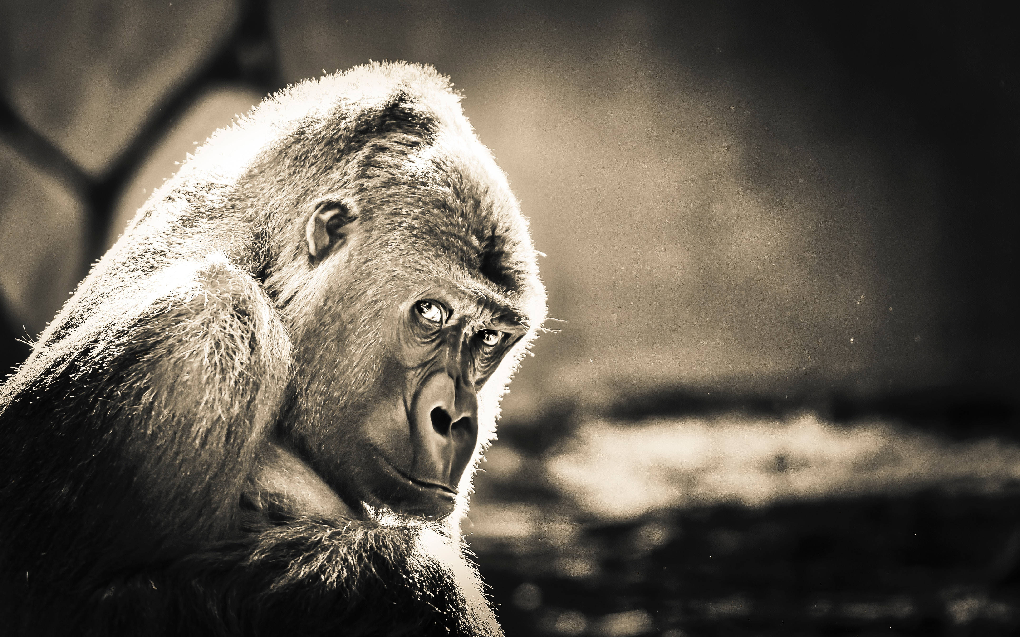 Cool Gorilla 桌布 壁紙 — 一隻沉思的大猩猩以懷舊的棕褐色調，對著柔和模糊的自然背景若有所思地凝視。