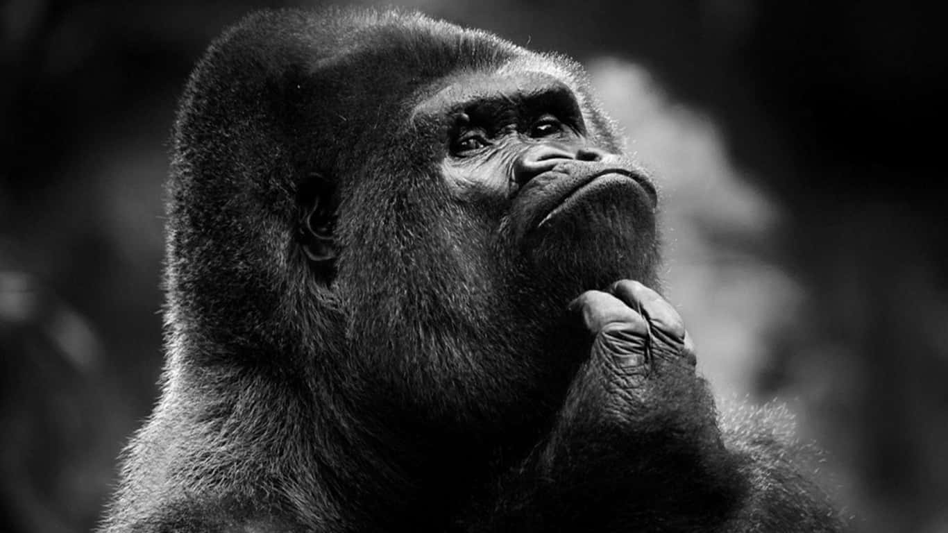 1366x768 Gorilla 桌布 壁紙 — 一隻沉思的大猩猩向上凝視，一手托腮，構成引人注目的黑白肖像。