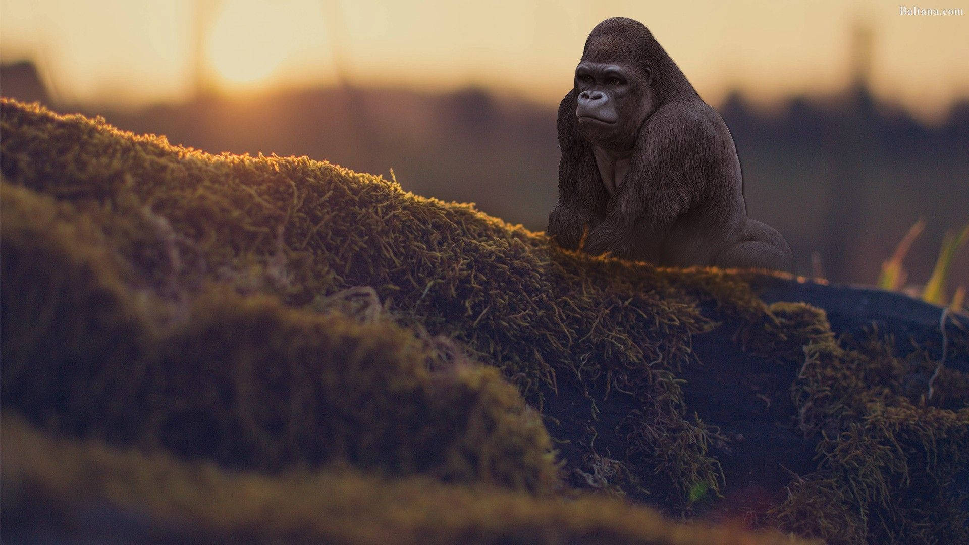 Gorilla 桌布 壁紙 — 一隻沉思的大猩猩坐在長滿苔蘚的木頭上，沐浴在金色的日落光線中，背景是柔和模糊的森林。