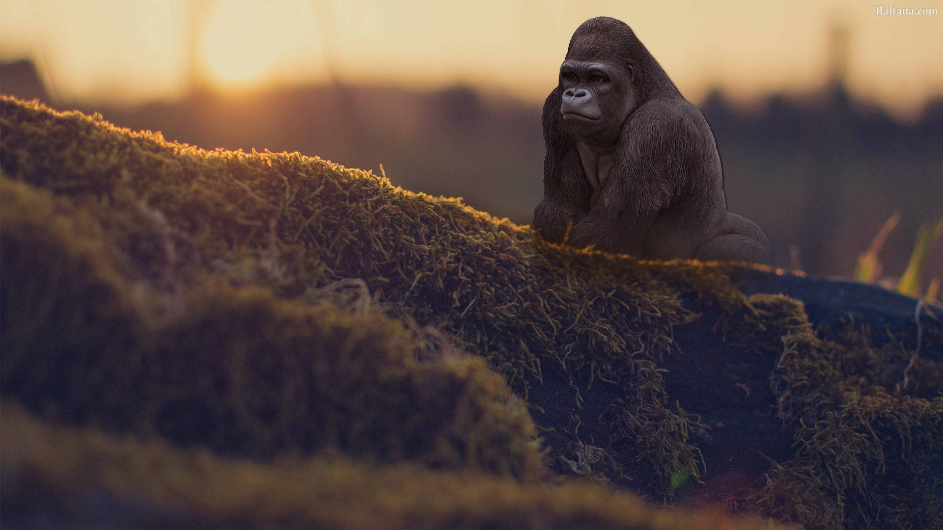 Cool Gorilla 桌布 壁紙 — 一隻沉思的大猩猩坐在長滿苔蘚的木頭上，沐浴在金色的日落光線中，背景柔和模糊。