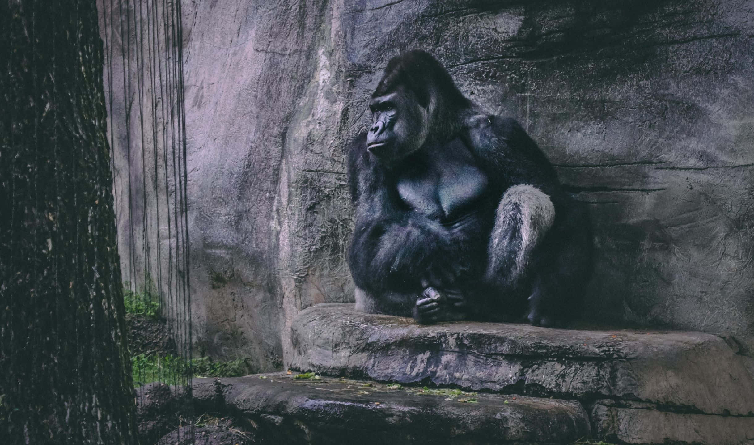 2440x1440 Gorilla 桌布 壁紙 — 一隻沉思的大猩猩獨自坐在長滿苔蘚的岩石架上，背景是紋理石牆，位於光線昏暗的圍欄內。