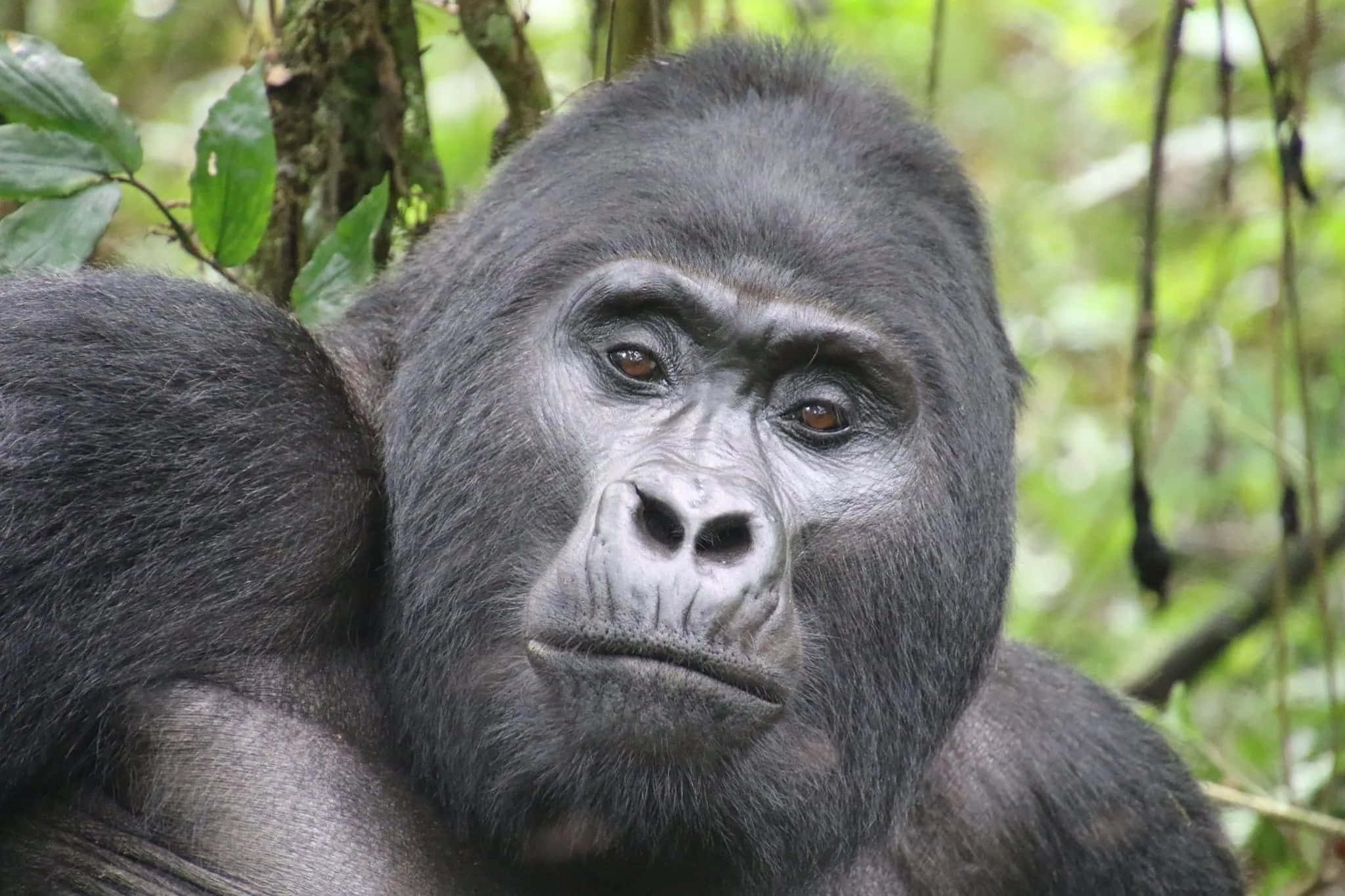 Gorilla 桌布 壁紙 — 一隻沉思的山地大猩猩特寫，深色毛髮和強烈的棕色眼睛，透過茂密的綠色叢林背景凝視。