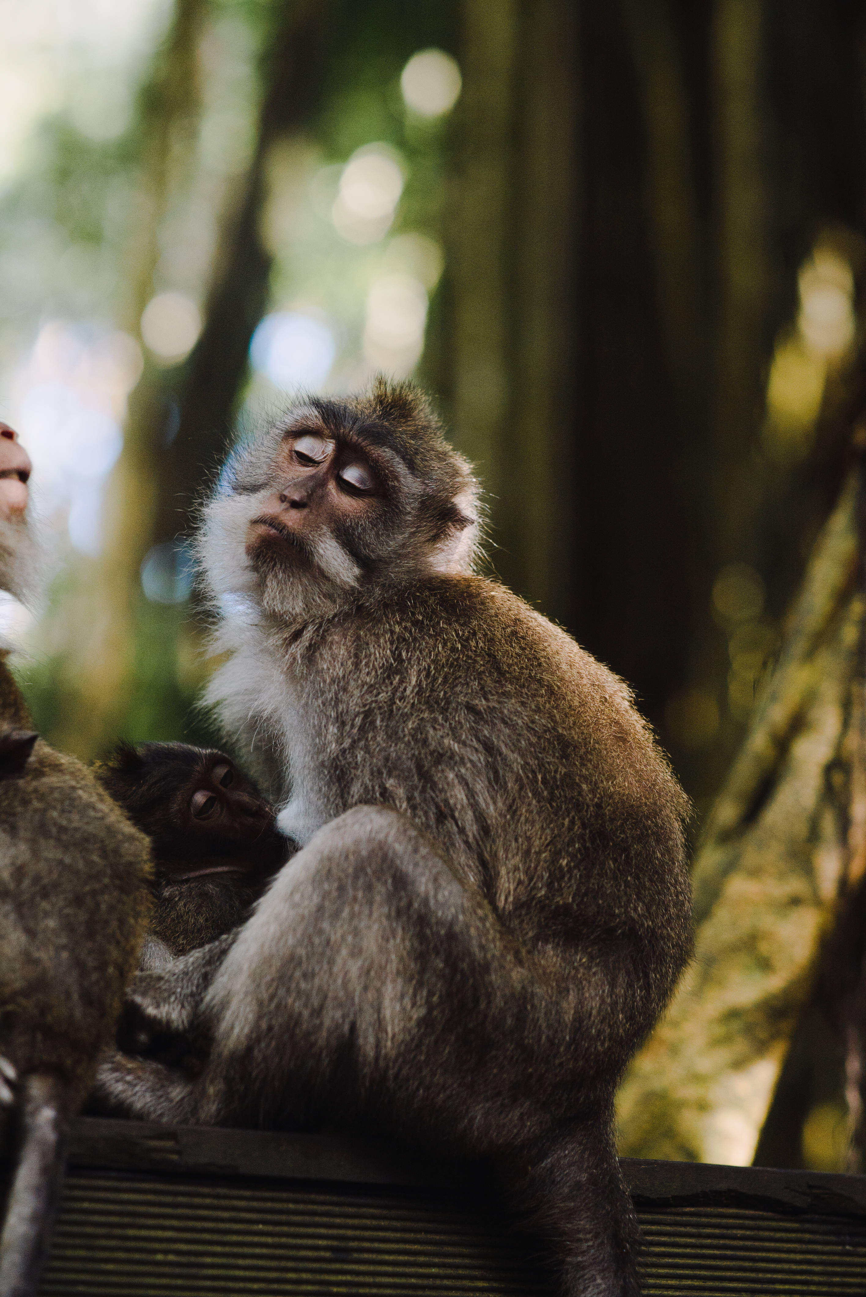 Funny Monkey 桌布 壁紙 — 一隻沉思的猴子緊緊抱著寶寶，坐在木欄杆上，背景是陽光斑駁的森林。