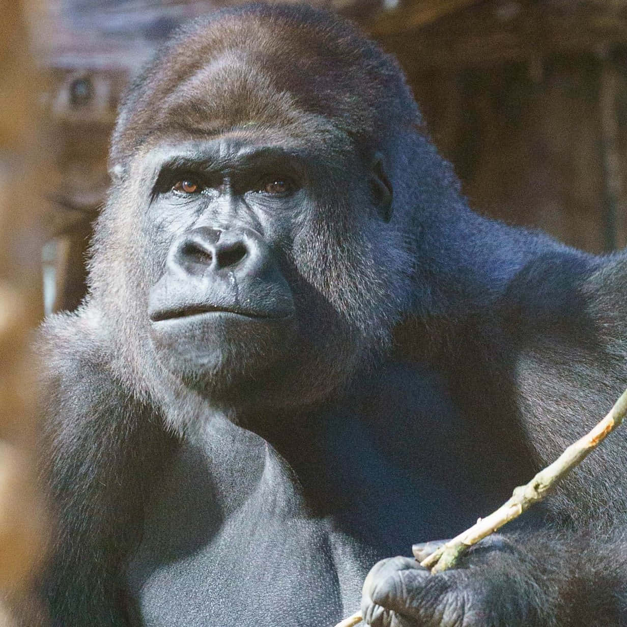 Gorilla 桌布 壁紙 — 一隻沉思的銀背大猩猩在昏暗的圍欄中手持棍棒，眼神銳利的特寫。