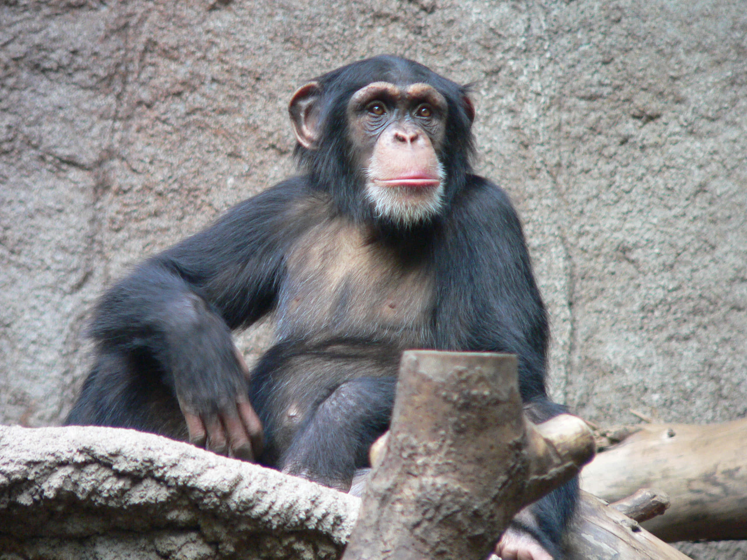 Chimpanzee 桌布 壁紙 — 一隻沉思的黑猩猩，毛色深黑，嘴唇粉紅，平靜地坐在一根木頭上，背景是粗糙的石牆。