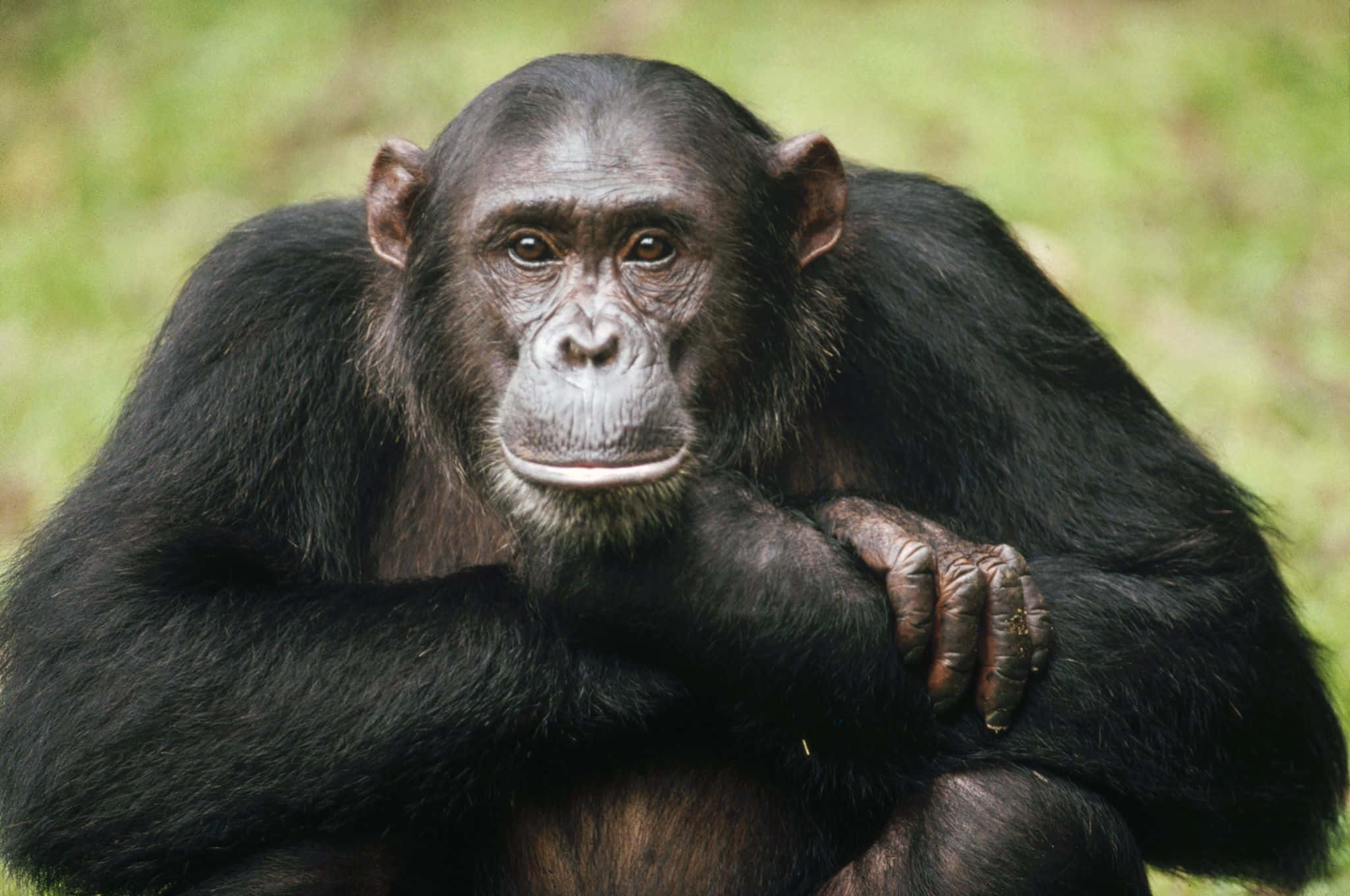 Chimpanzee 桌布 壁紙 — 一隻沉思的黑猩猩交叉雙臂坐在柔和的綠色模糊背景前。
