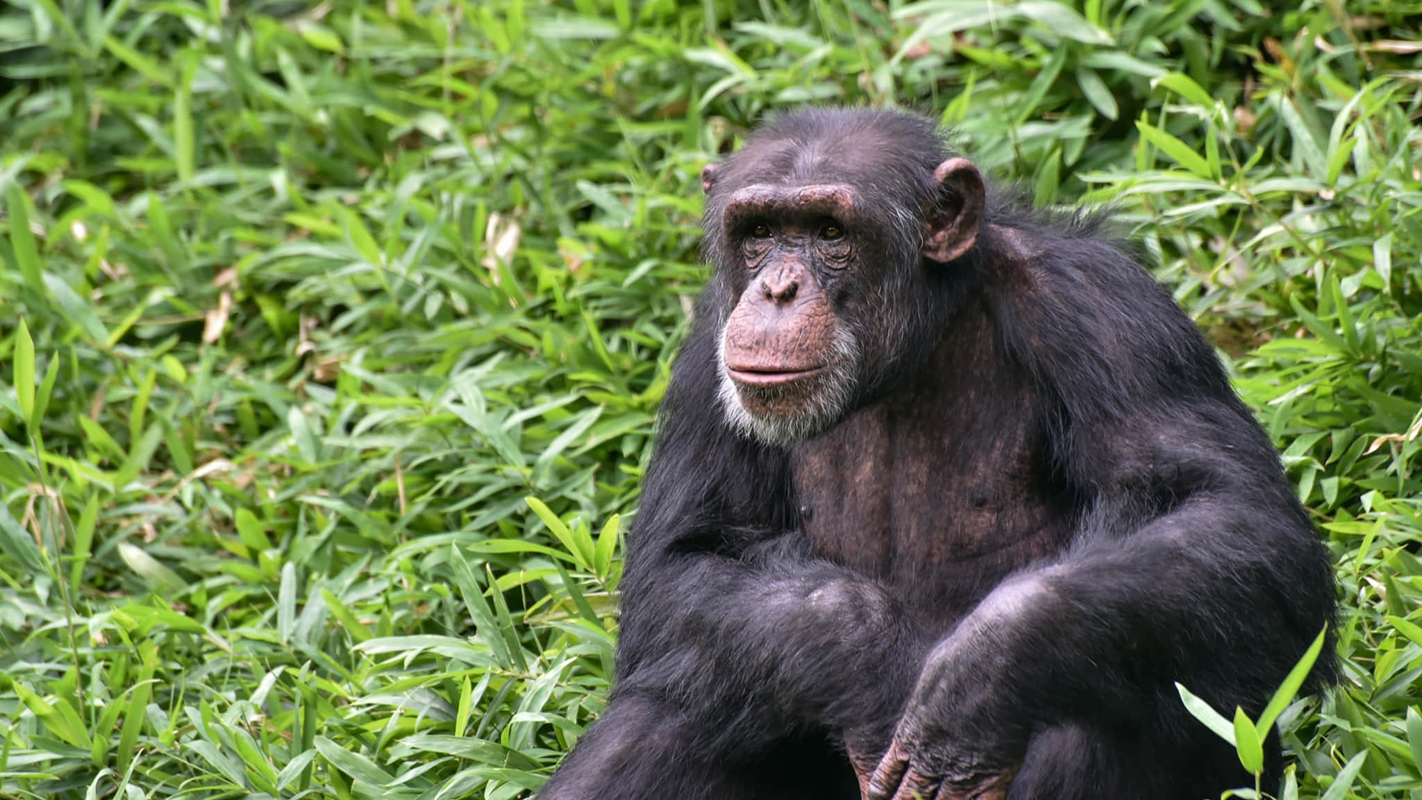Chimpanzee 桌布 壁紙 — 一隻沉思的黑猩猩坐在茂密的綠色竹葉中，表情平靜而若有所思。