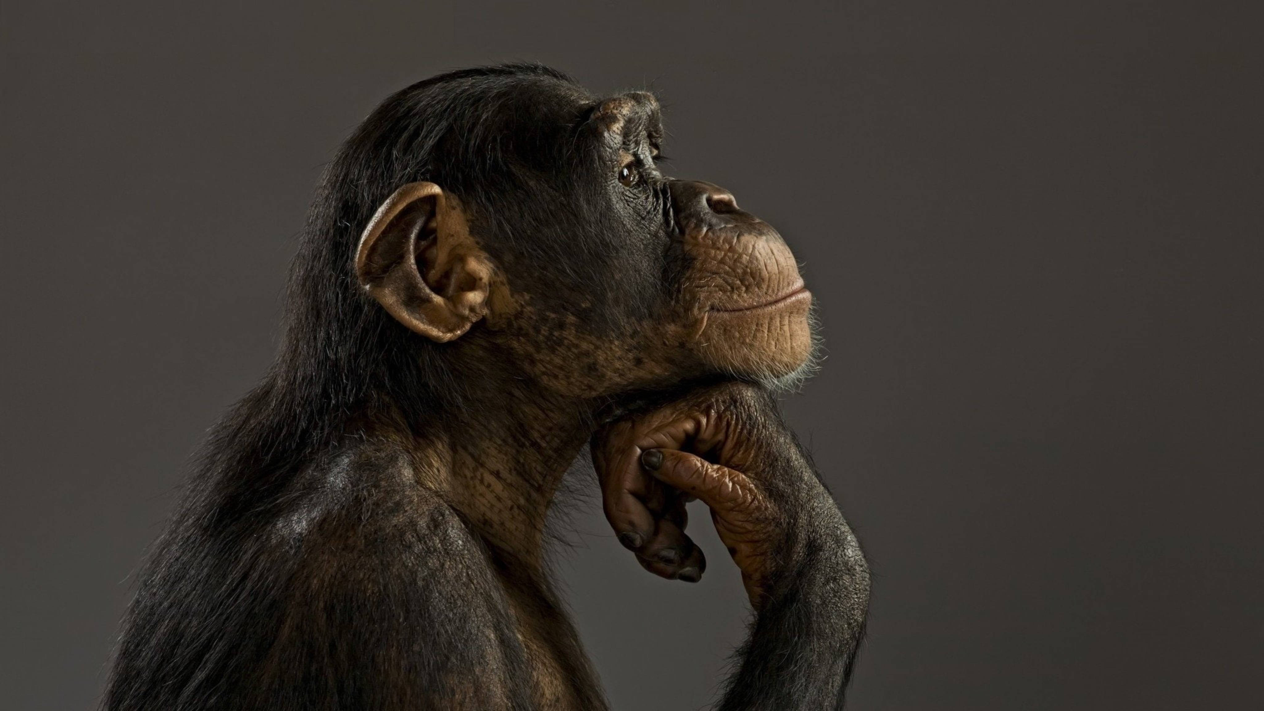 Chimpanzee 桌布 壁紙 — 一隻沉思的黑猩猩將下巴擱在手上，背景是柔和的灰色，雙眼若有所思地向上凝視。