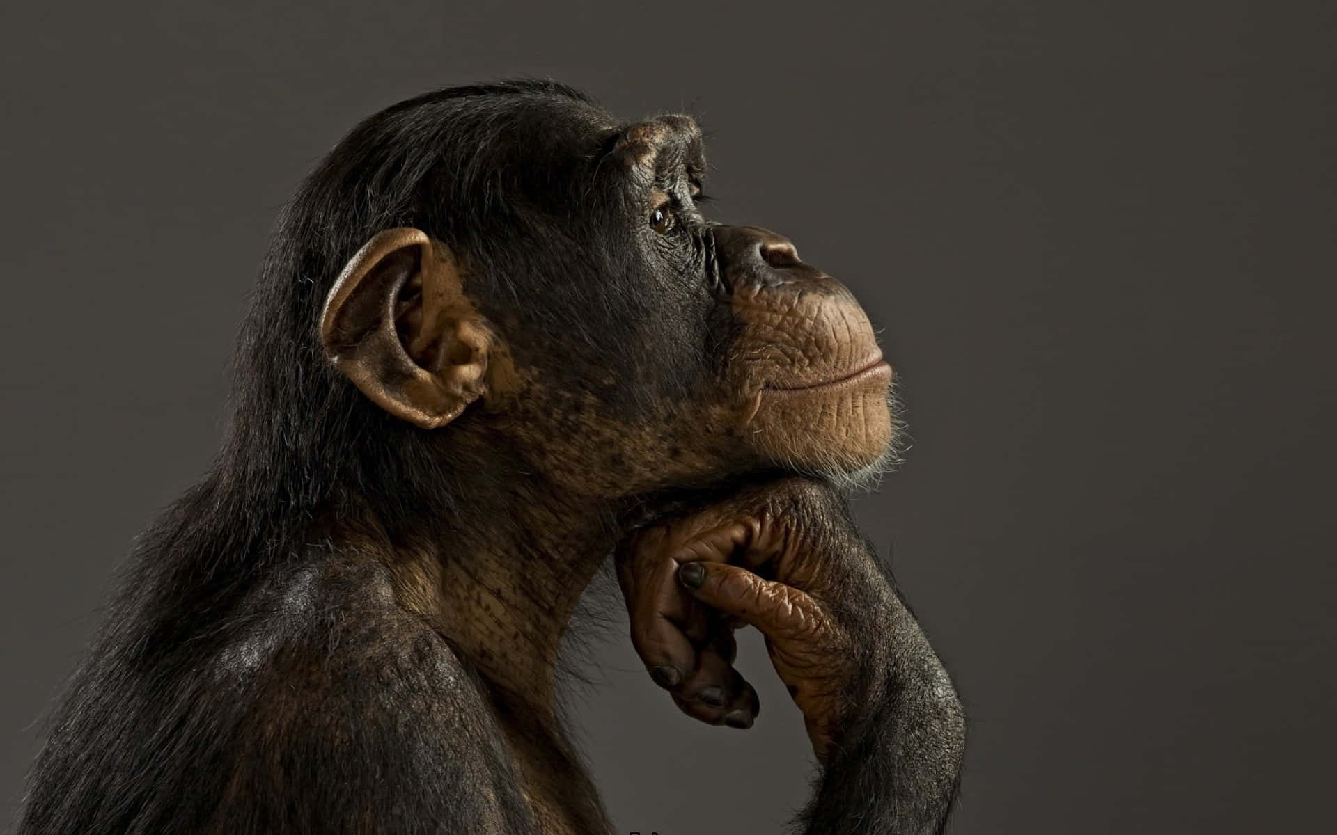 Chimpanzee 桌布 壁紙 — 一隻沉思的黑猩猩將下巴擱在手上，背景為柔和的灰色，雙眼若有所思地向上凝視。