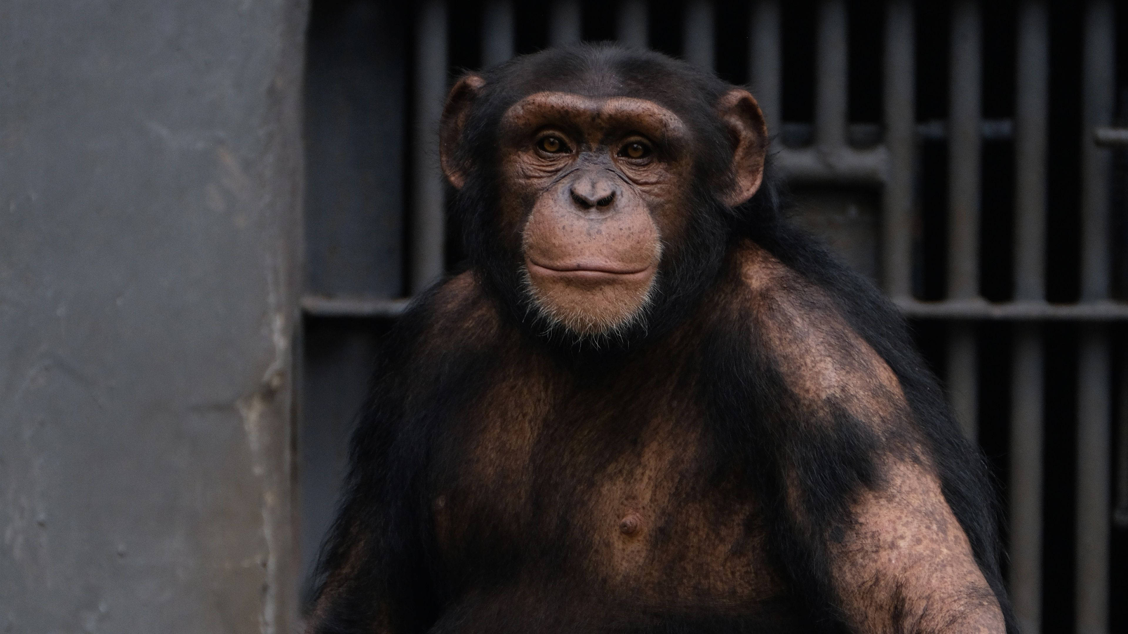 Chimpanzee 桌布 壁紙 — 一隻沉思的黑猩猩特寫，深色毛髮，表情豐富的眼睛，在昏暗的圍欄中，金屬欄杆後面。
